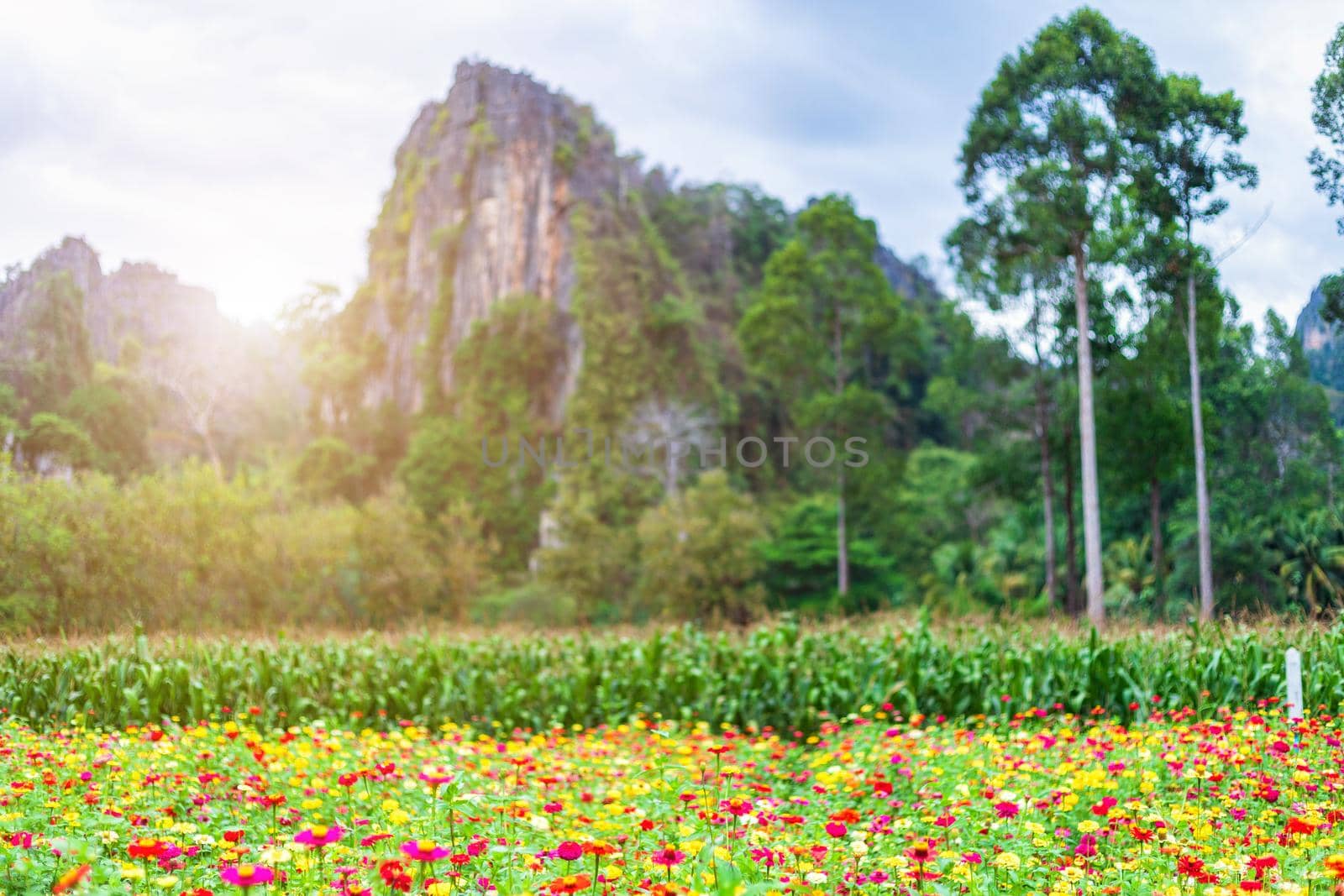 Common Zinnia (elegant zinnia) beautifully in the garden with mountains in Noen Maprang Phitsaunlok, Thailand.