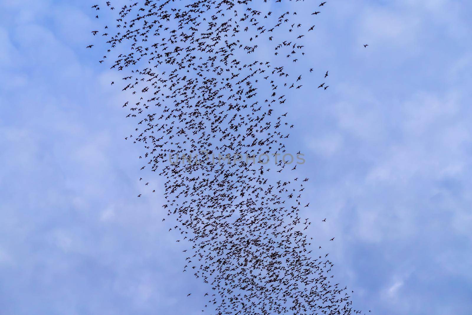 A bat herd is flying  for food with twilight sky at evening background.