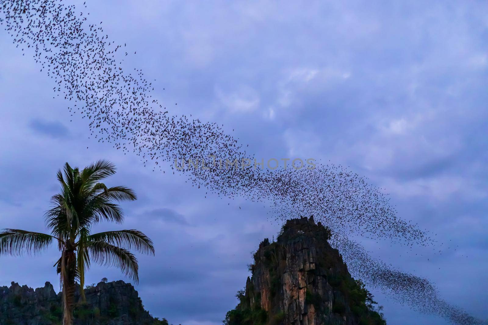 A bat herd is flying  for food with twilight sky at evening view in Noen Maprang Phitsaunlok, Thailand 