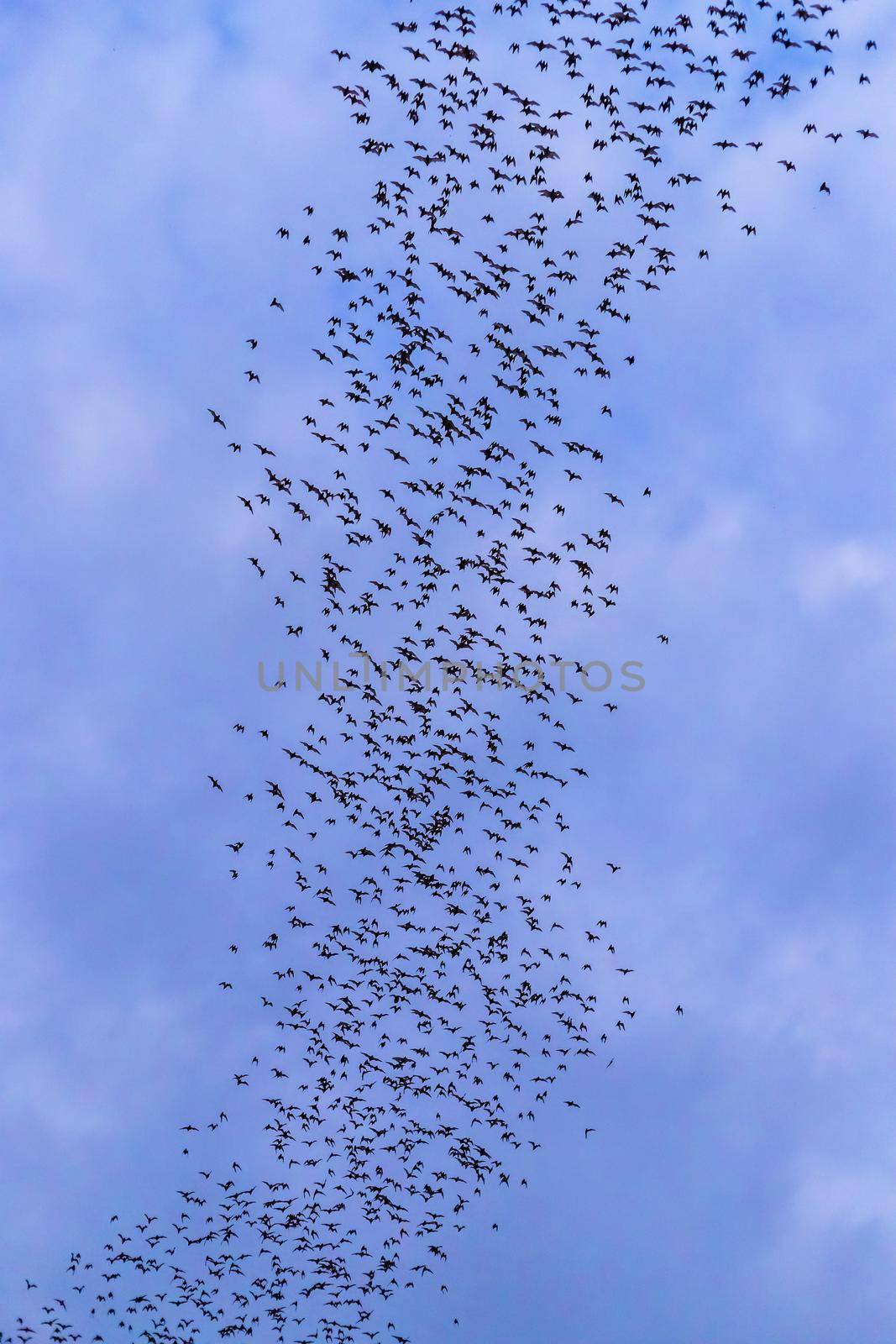 A bat herd is flying  for food with twilight sky at evening background.