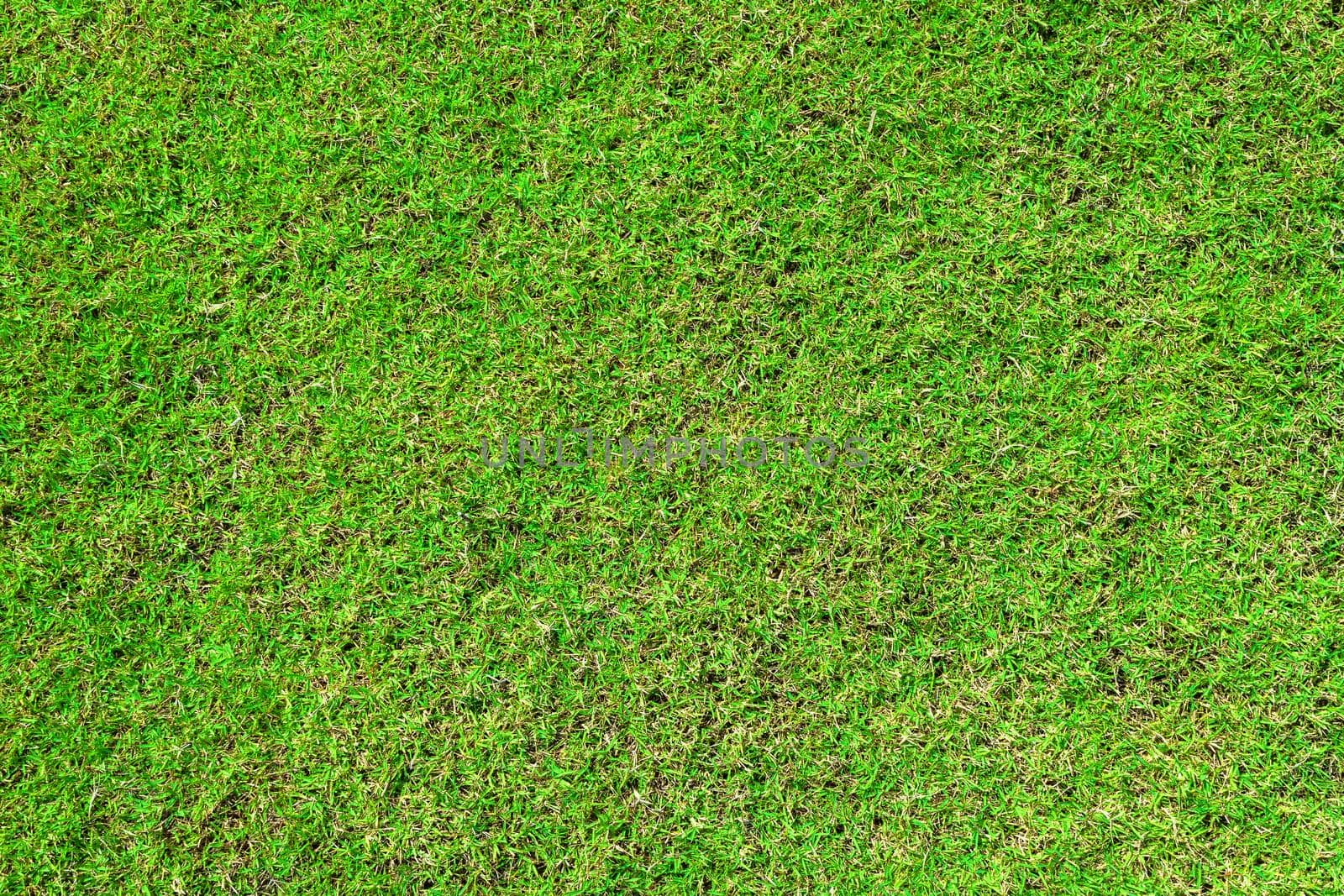 green grass ground texture background in fresh spring.