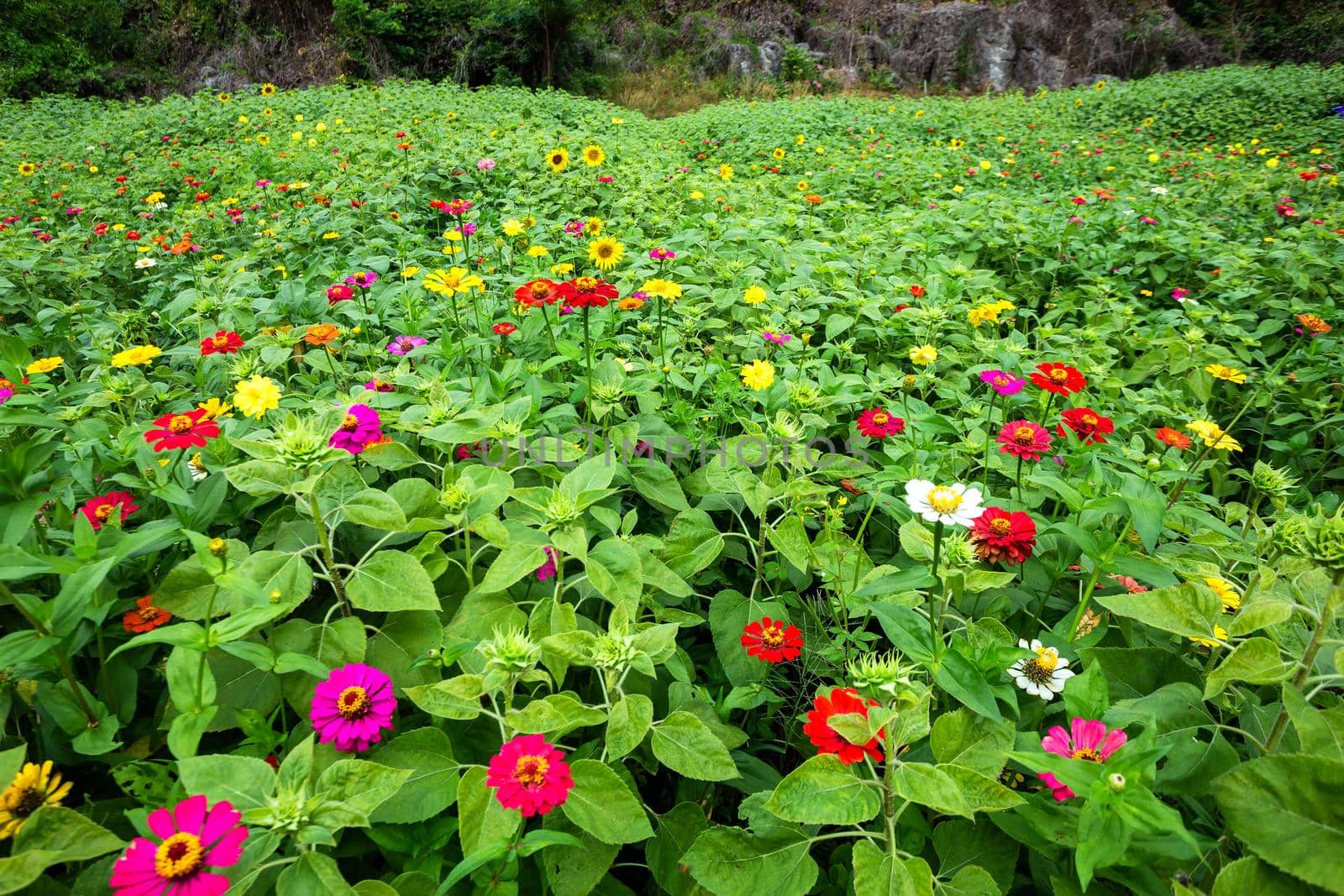 field Common Zinnia (elegant zinnia) beautifully in the garden.