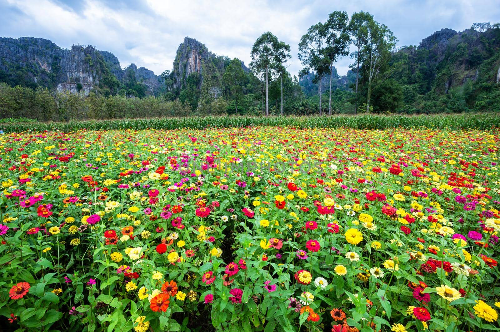 Common Zinnia (elegant zinnia) beautifully in the garden with mountains in Noen Maprang Phitsaunlok, Thailand.