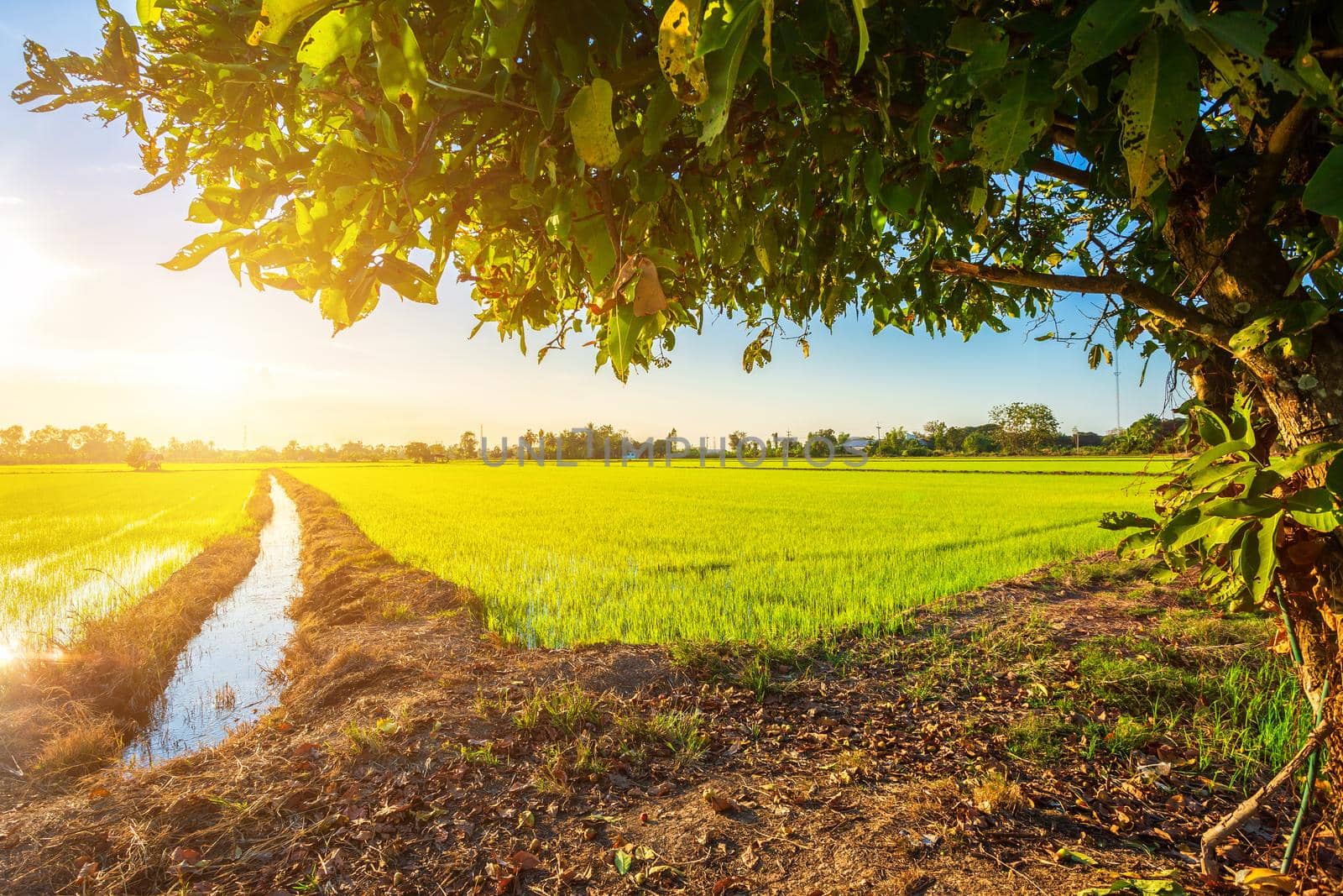 Beautiful green cornfield with sunset sky background.