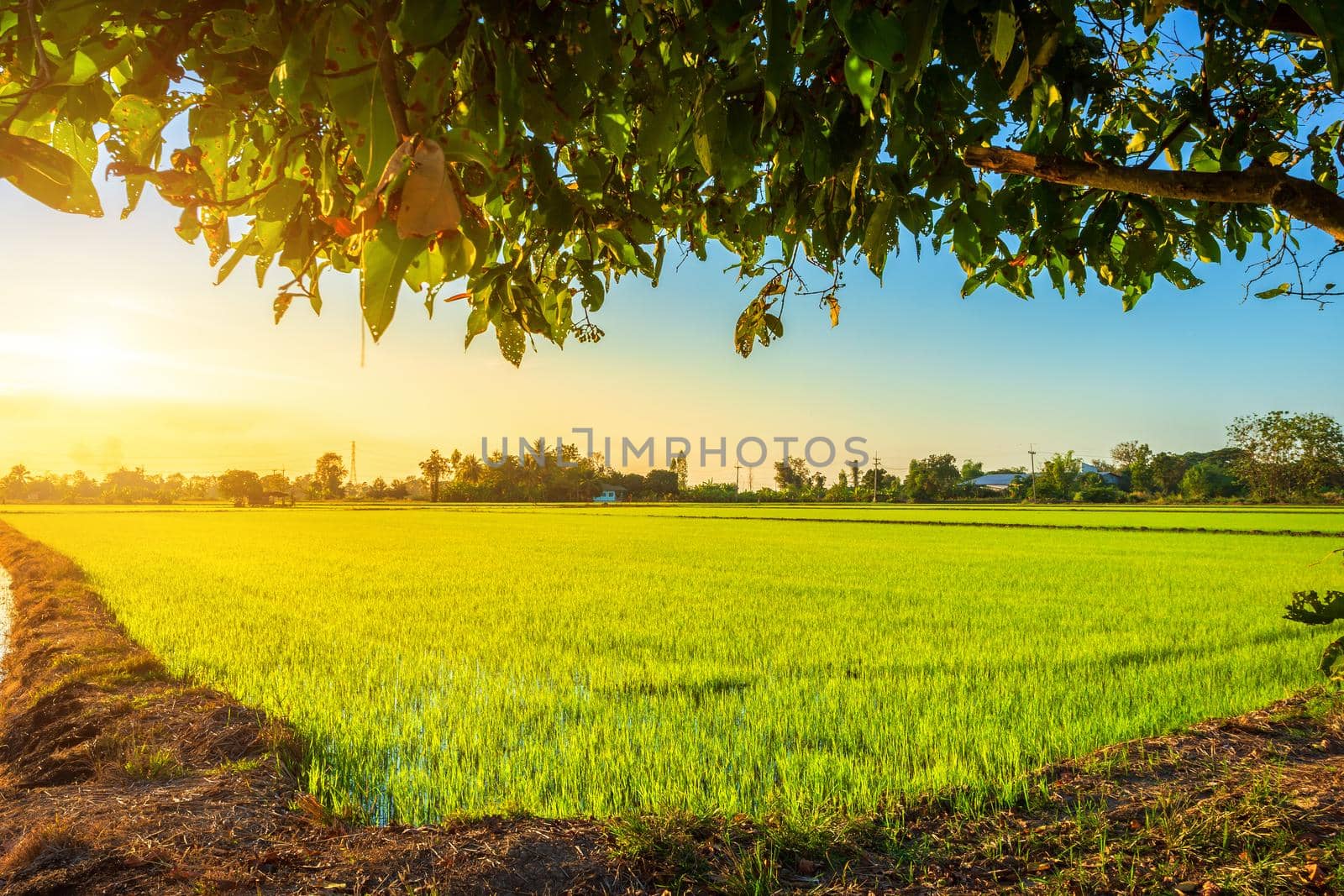 Beautiful green cornfield with sunset sky background.