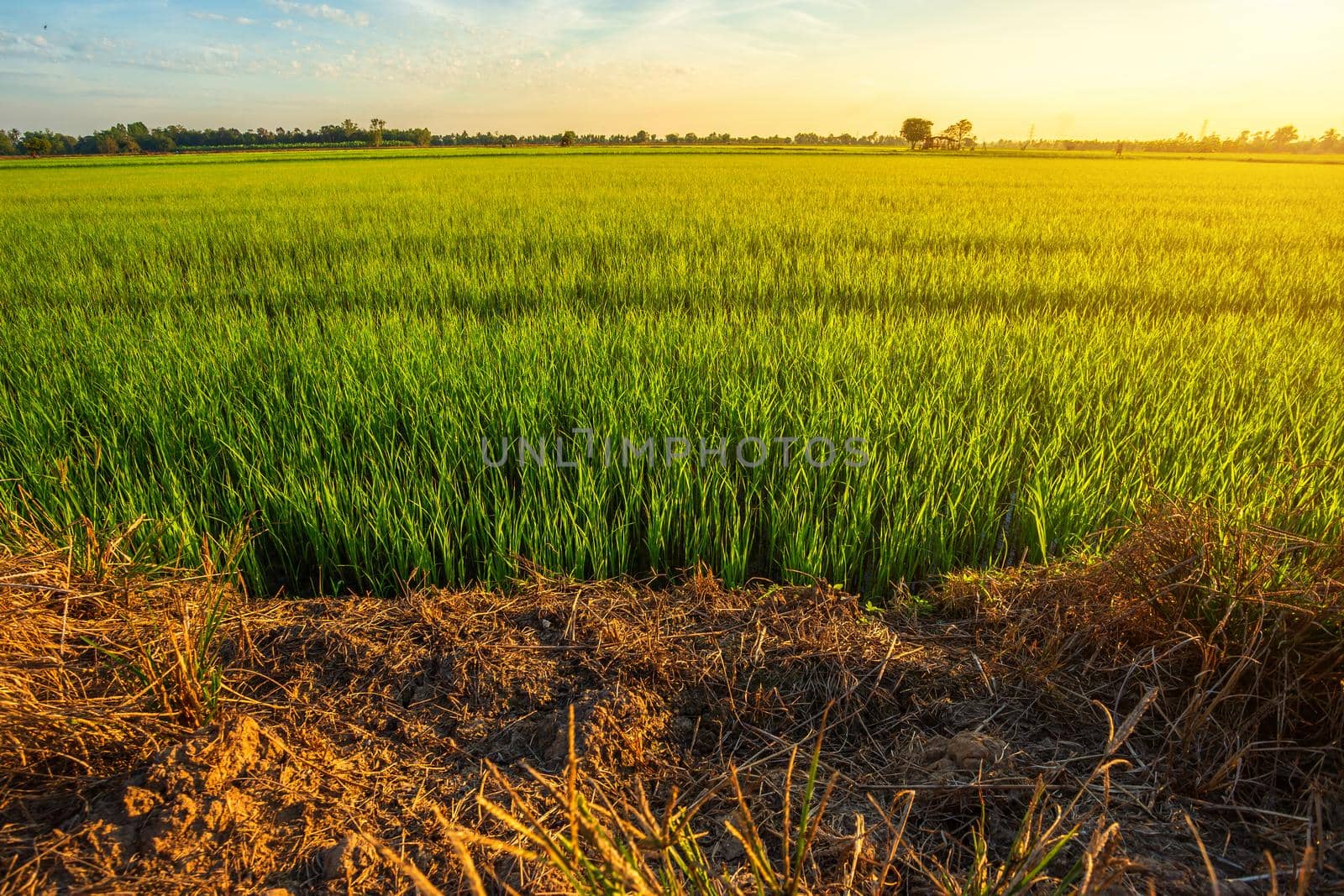 Beautiful green cornfield with sunset sky background.