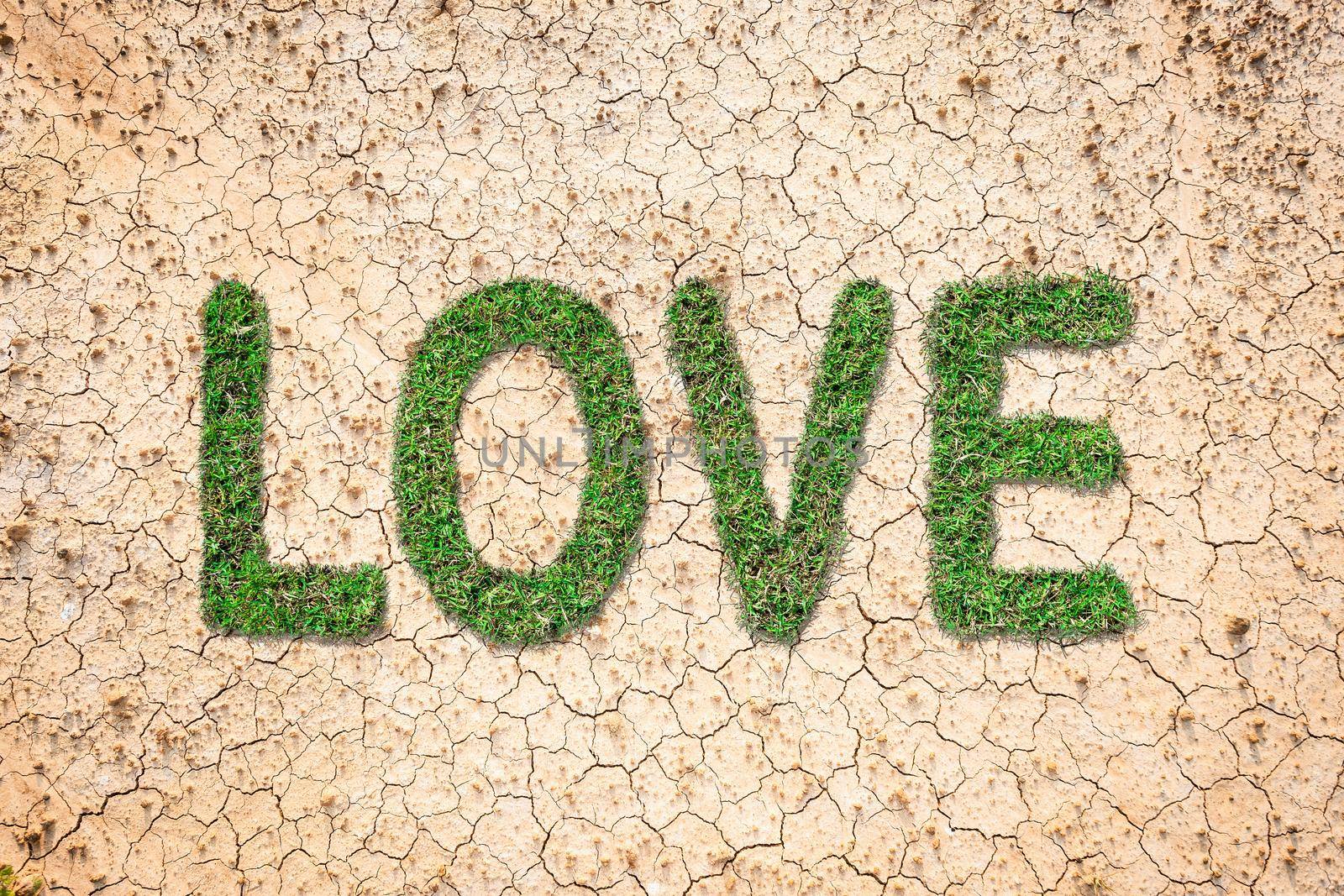 Love text with green grass growing on brown dry soil or cracked ground texture background.Love concept