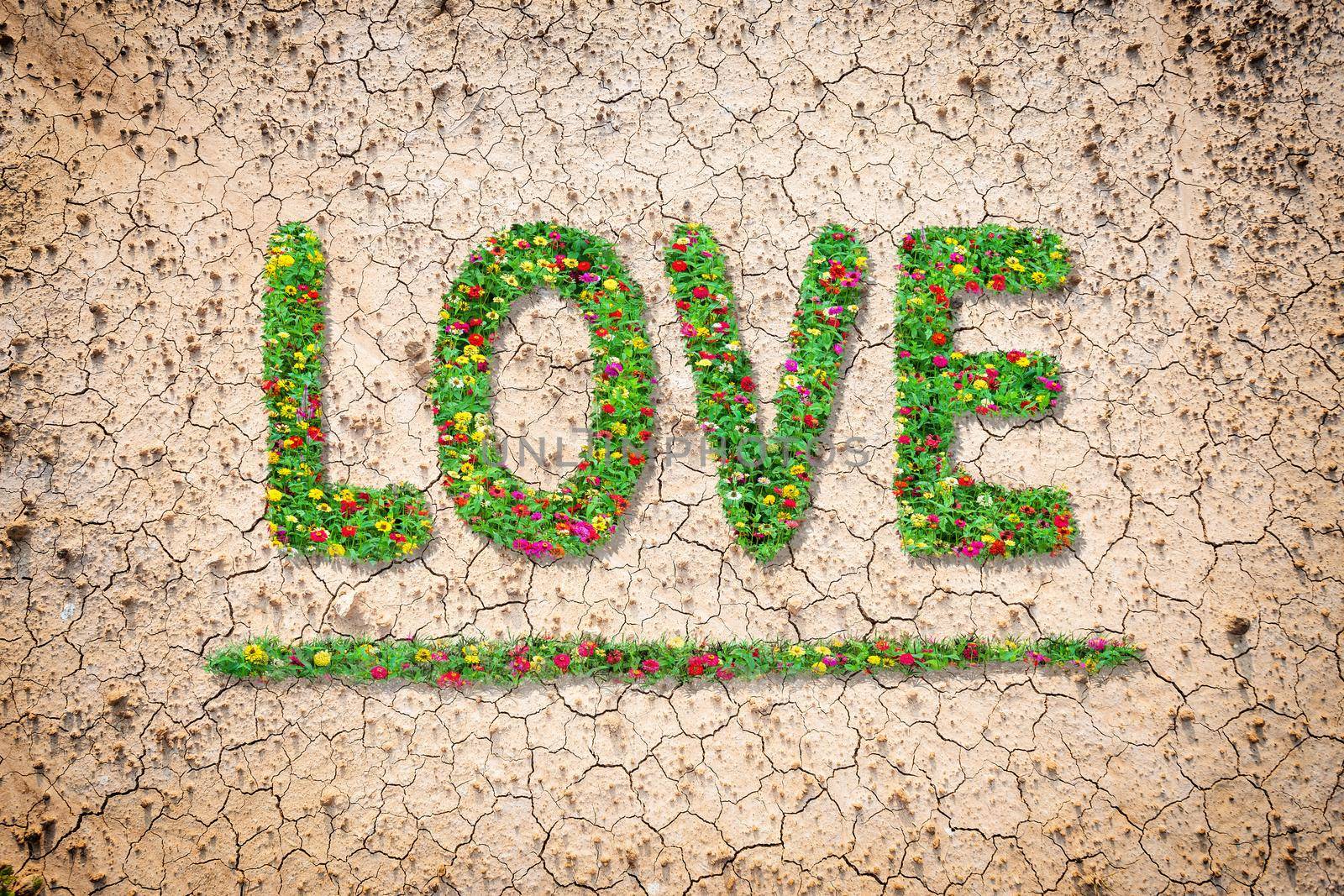 Love text with common zinnia beautifully with green leaves growing on brown dry soil or cracked ground texture background.Love concept