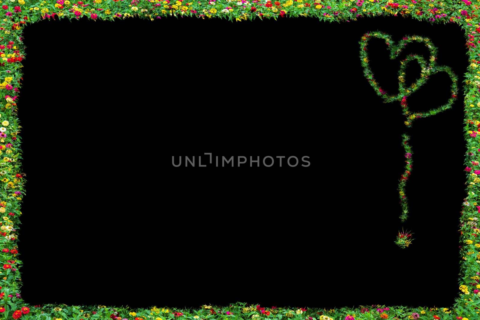 common zinnia beautifully with green leaves frame isolated on Isolated on black.Heart Love concept.