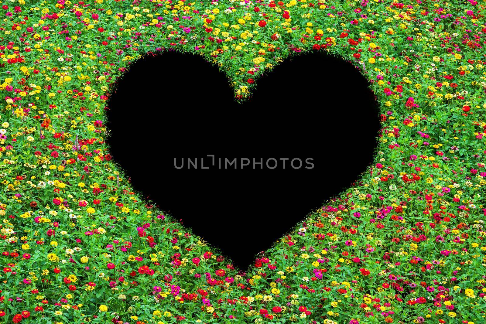Heart-shaped field of common zinnia beautifully with green leaves growing on Isolated on black.Love concept