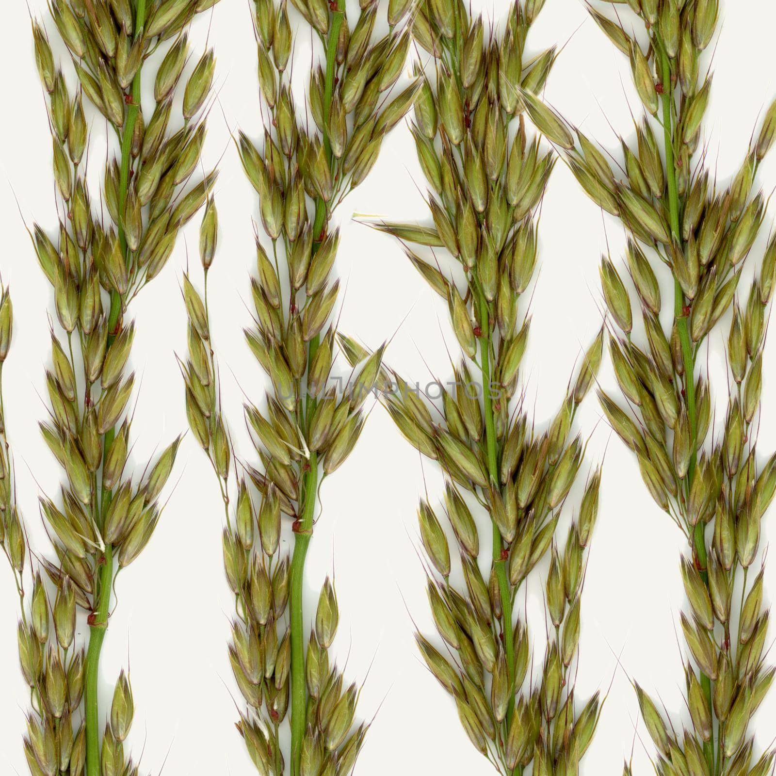 Multiple grass pattern. Cut out on a white background