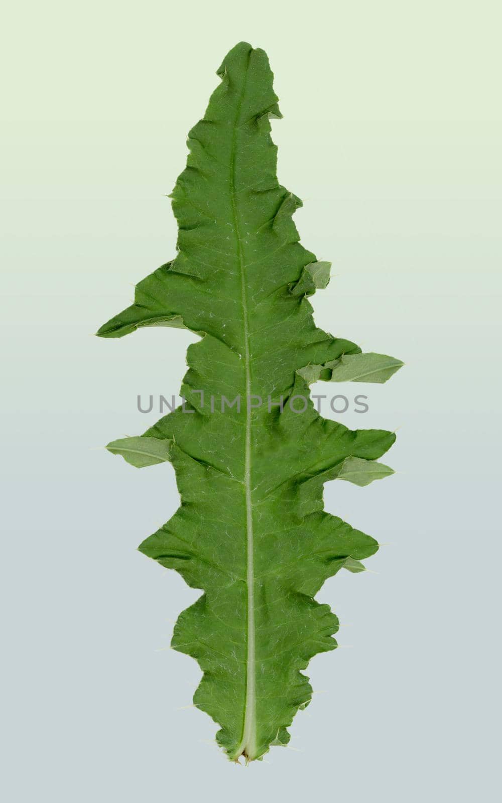 A leaf of a thistle. Cut out on a light gradient background.