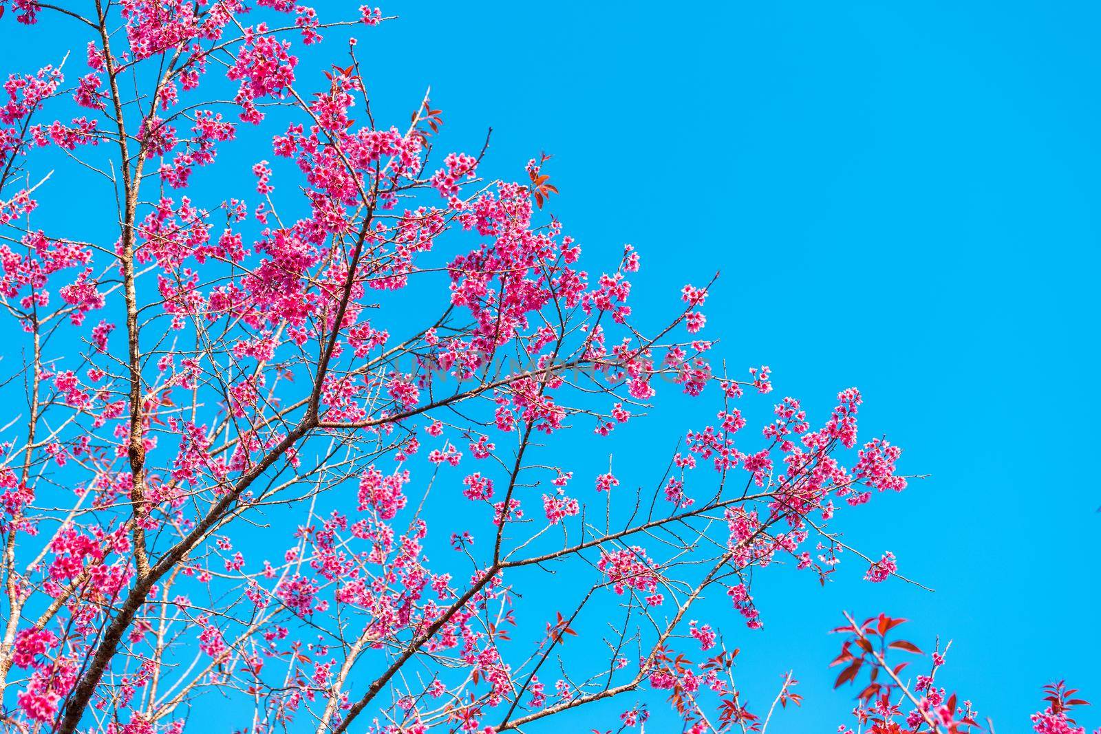 Cherry flower Prunus cerasoides or Wild Himalayan Cherry,Giant tiger flower in Phu Lom Lo ,Phetchaboon, Thailand.