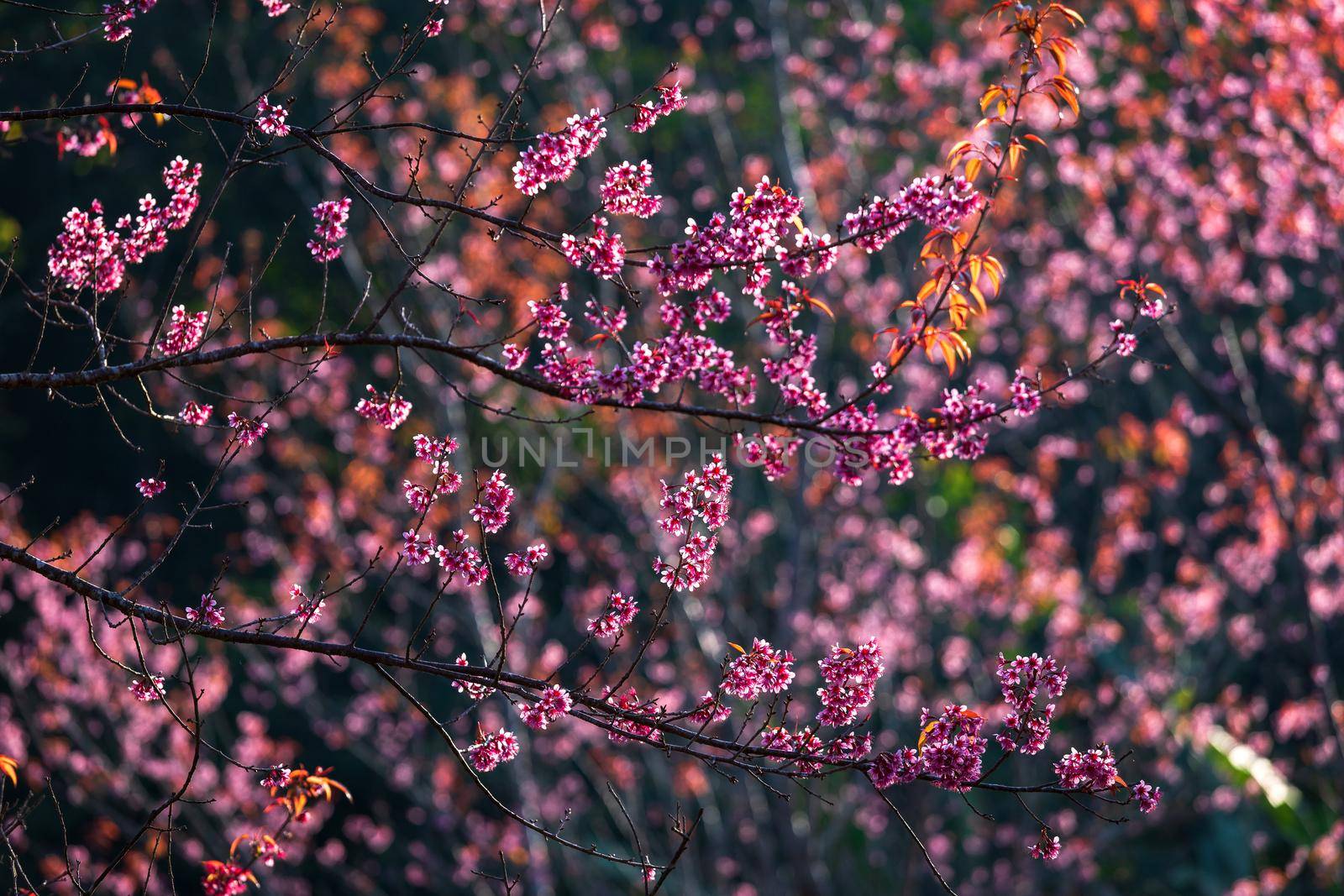 Cherry flower Prunus cerasoides or Wild Himalayan Cherry,Giant tiger flower in Phu Lom Lo ,Phetchaboon, Thailand.