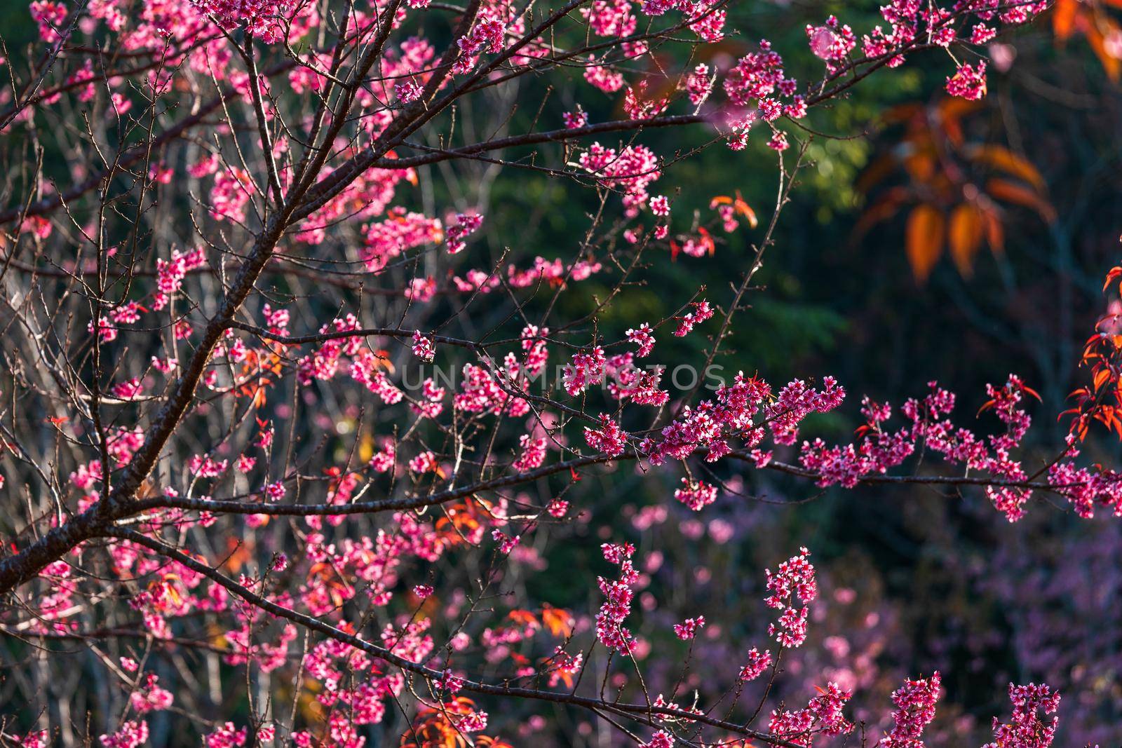 Cherry flower Prunus cerasoides or Wild Himalayan Cherry,Giant tiger flower in Phu Lom Lo ,Phetchaboon, Thailand.