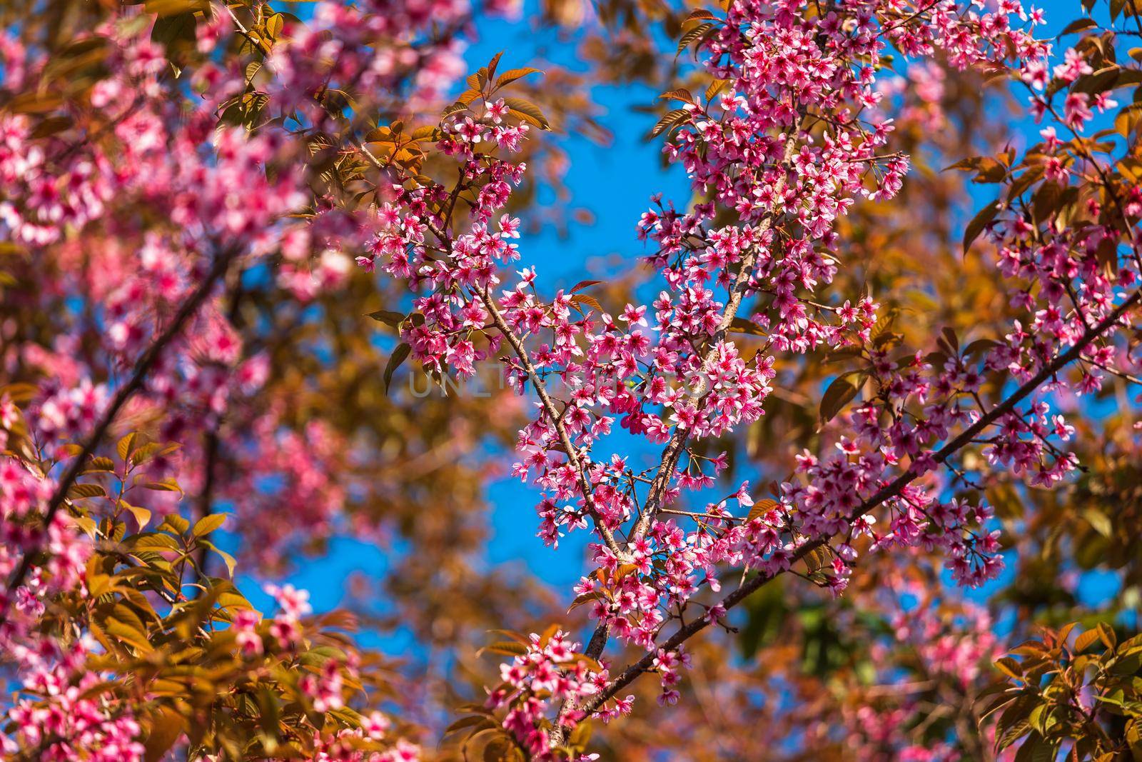 Cherry flower Prunus cerasoides or Wild Himalayan Cherry,Giant tiger flower in Phu Lom Lo ,Phetchaboon, Thailand.