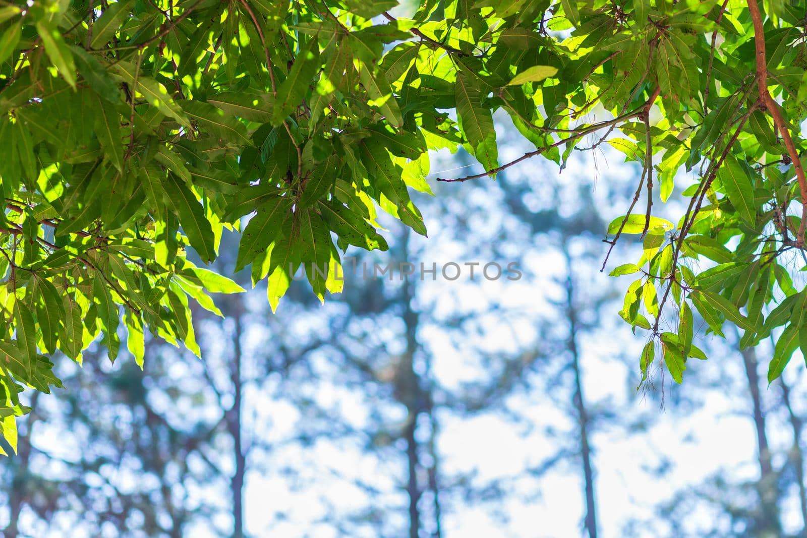 Green leaves,Mango leaves bokeh blurred background.