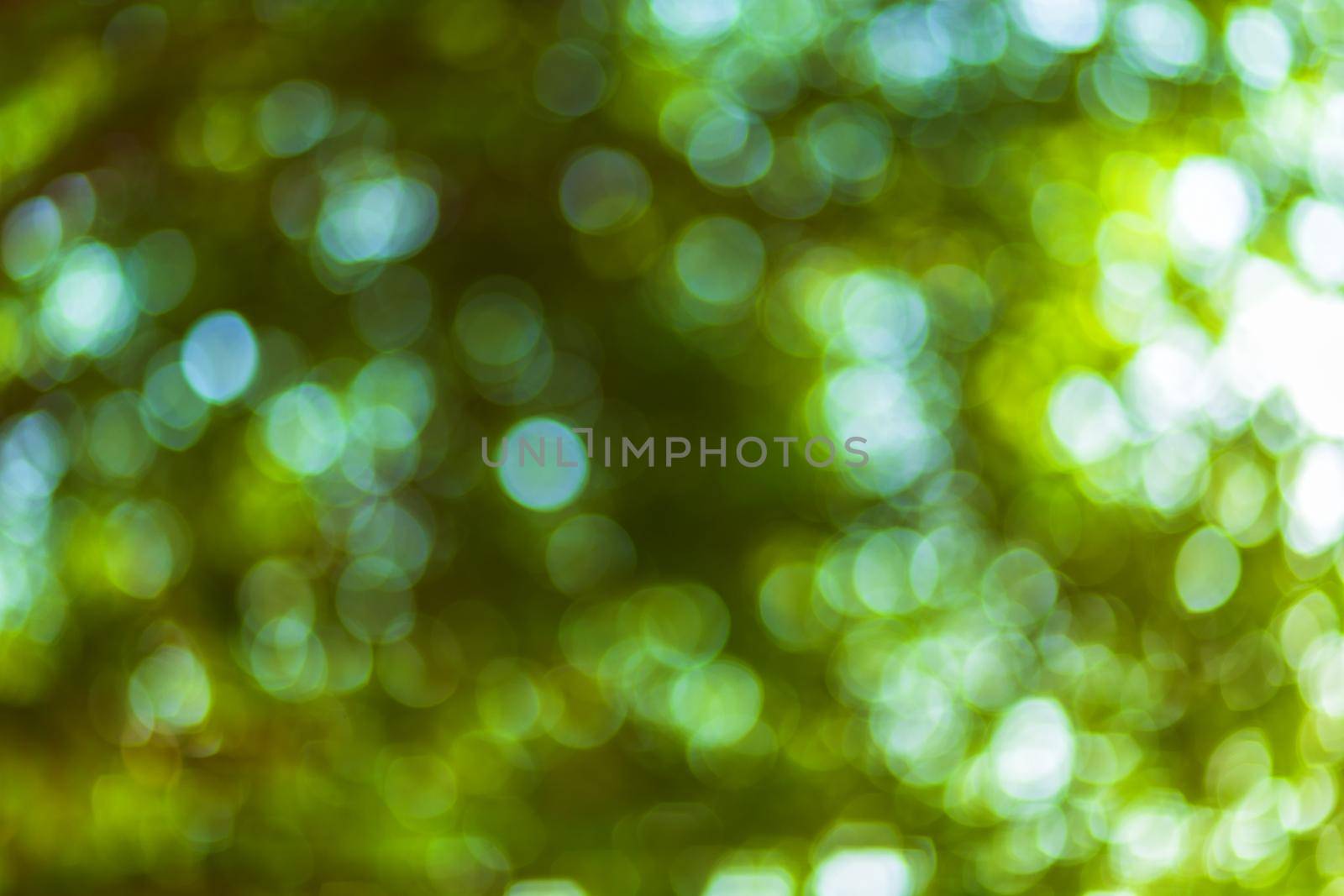 green bokeh background with circles. Summer abstract theme.