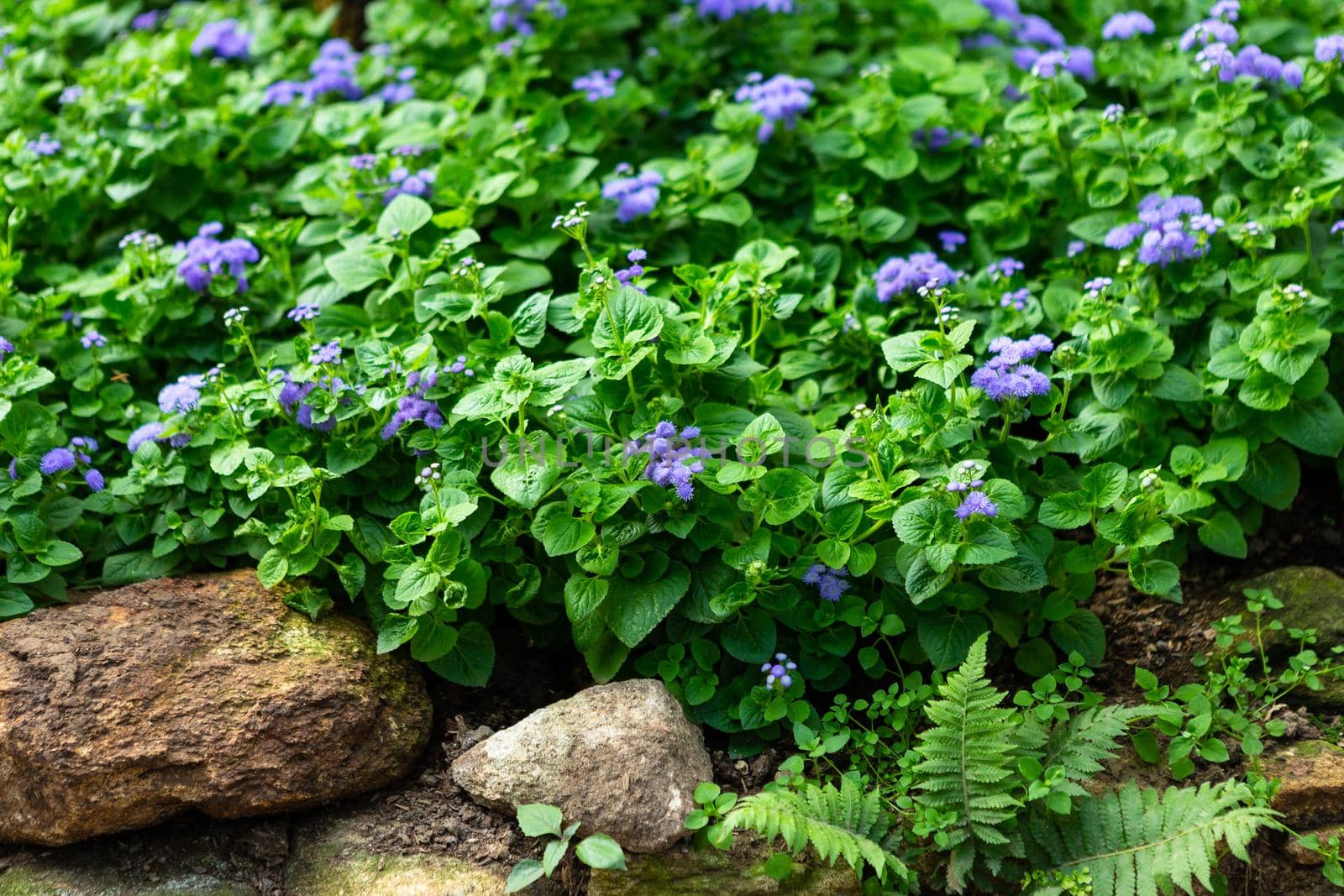 a little violet flower on green leaf background nature in garden.