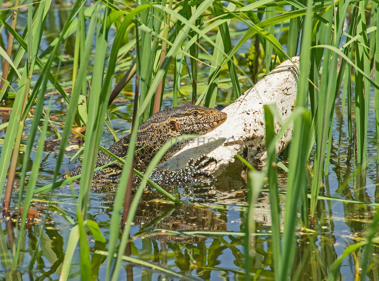 Nile monitor lizard varanus niloticus hiding on piece of polystyrene pollution by river bank wetland in grass reeds