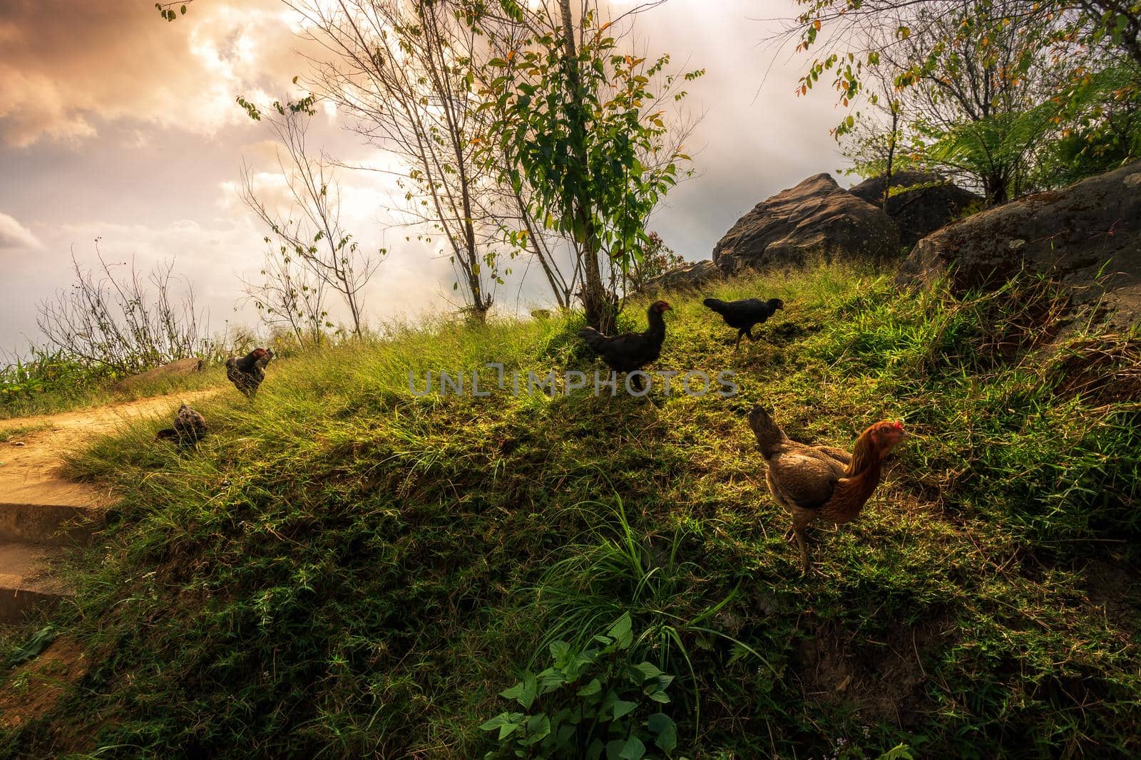 brown chicken on green grass at sunset view mountain range on Nature Trail in Phu Thap Buek National Park in Phetchabun, Thailand.