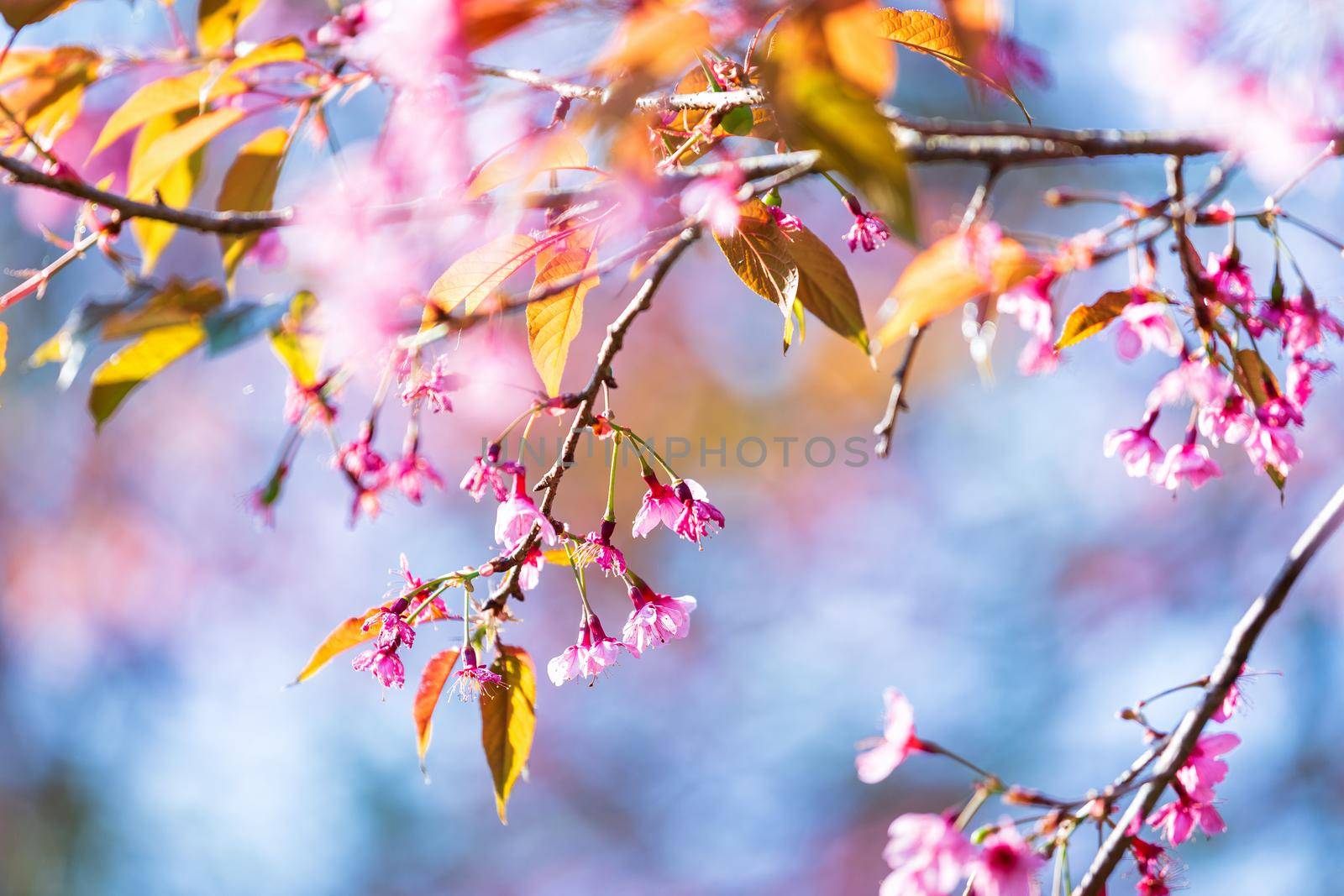 Cherry flower Prunus cerasoides or Wild Himalayan Cherry,Giant tiger flower in Phu Lom Lo ,Phetchaboon, Thailand.