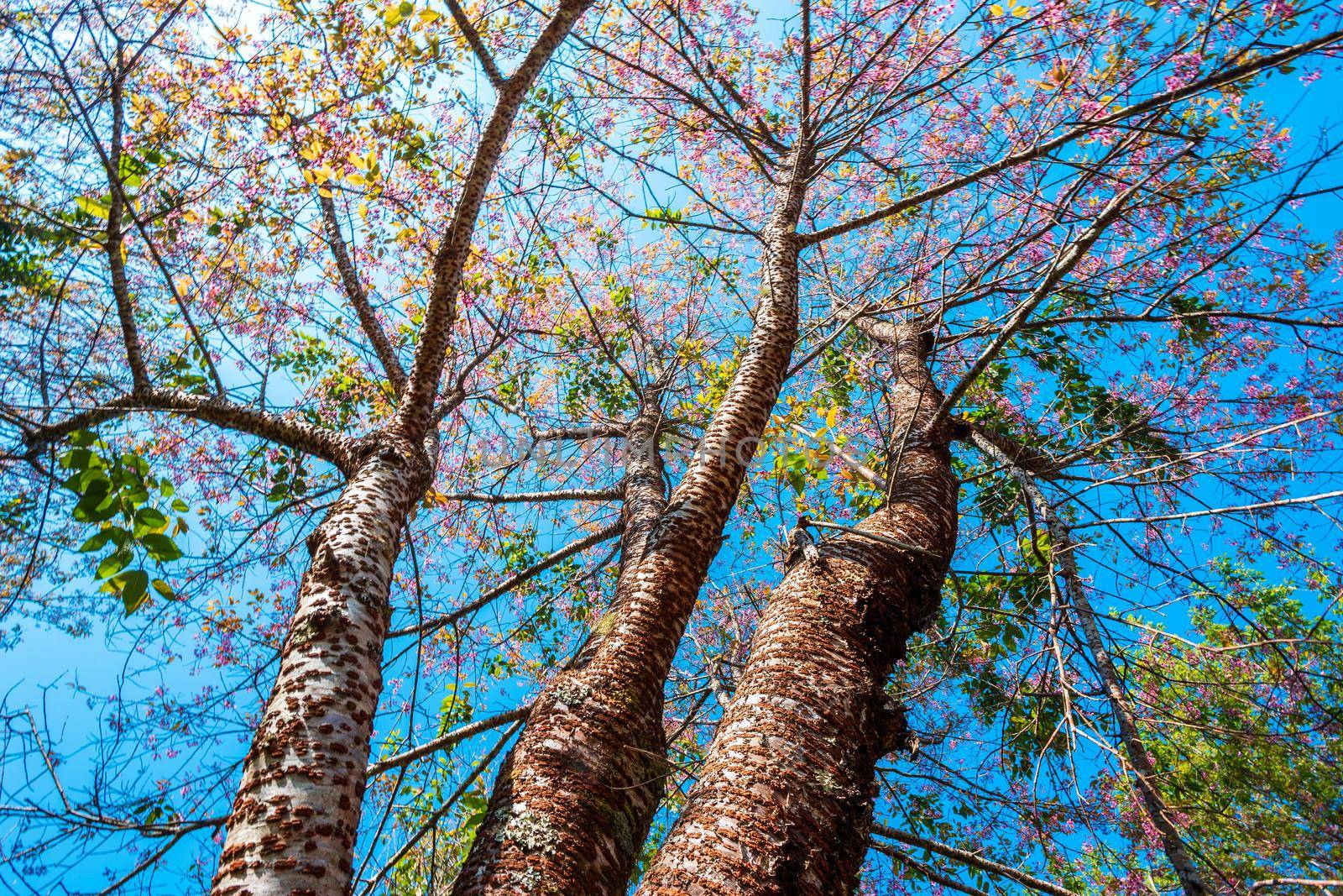 Cherry flower Prunus cerasoides or Wild Himalayan Cherry,Giant tiger flower in Phu Lom Lo ,Phetchaboon, Thailand.