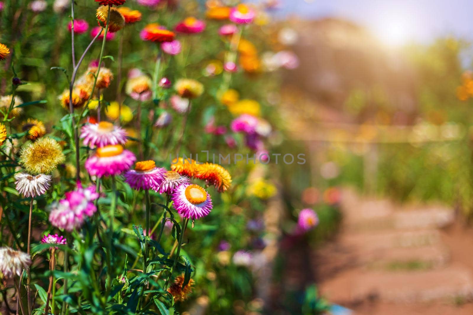 Straw flower of colourful beautiful on green grass nature in a spring garden. 