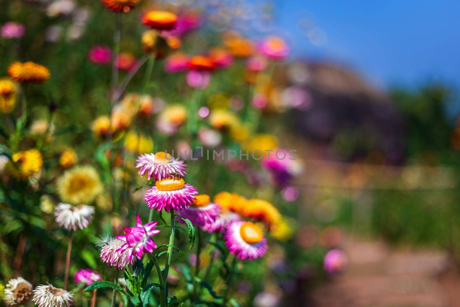 Straw flower of colourful beautiful on green grass nature in a spring garden. 