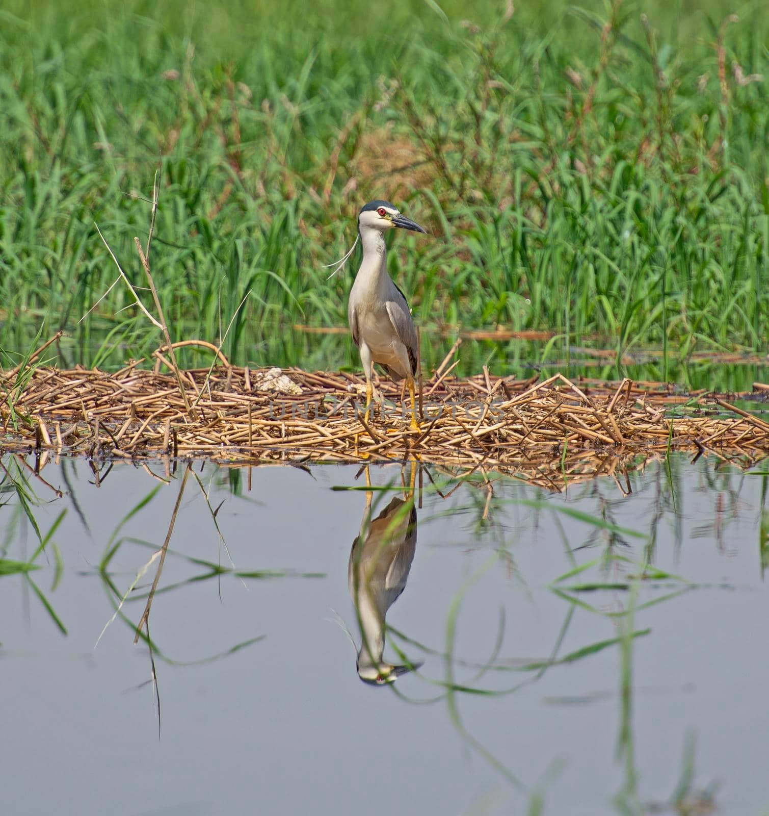 Black-crown night heron stood in grass reeds by river bank by paulvinten