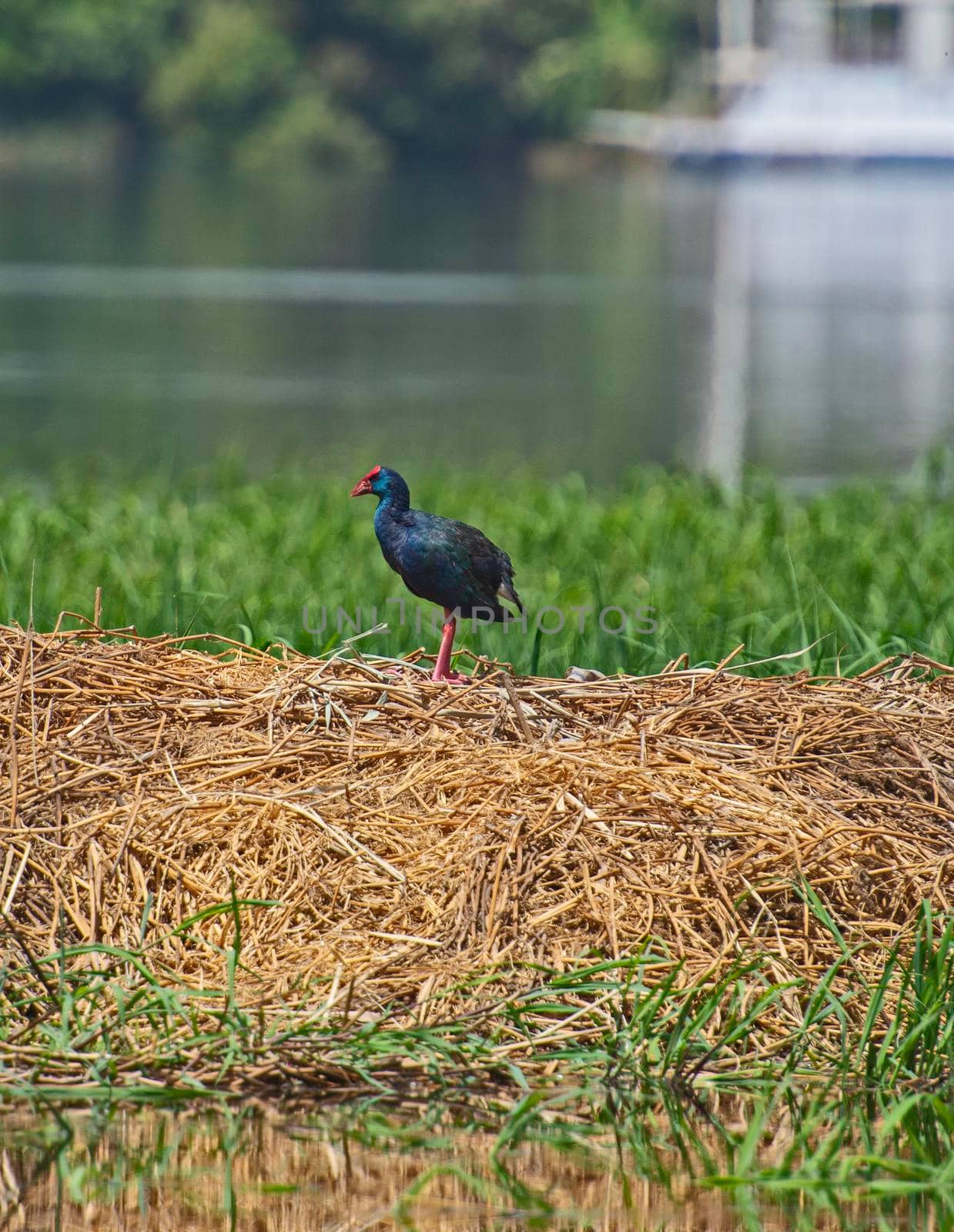 American purple gallinule stood in grass reeds by river bank by paulvinten