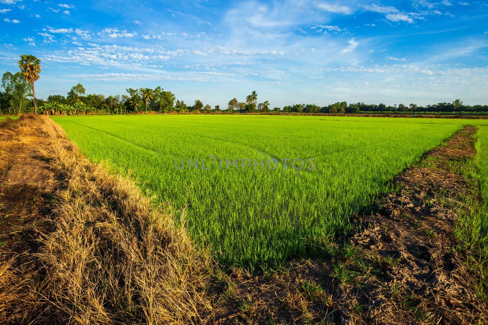 Beautiful green cornfield with sunset sky background.