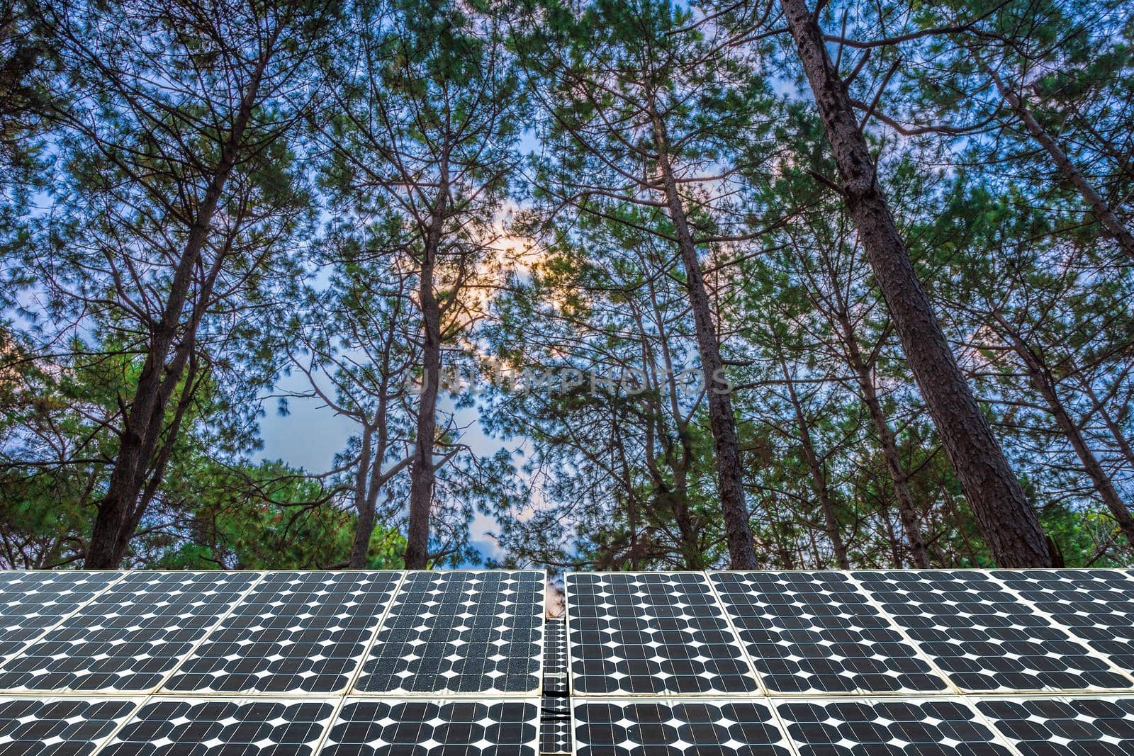 Solar panel on larch forest summer with different trees, Alternative energy concept,Clean energy,Green energy.