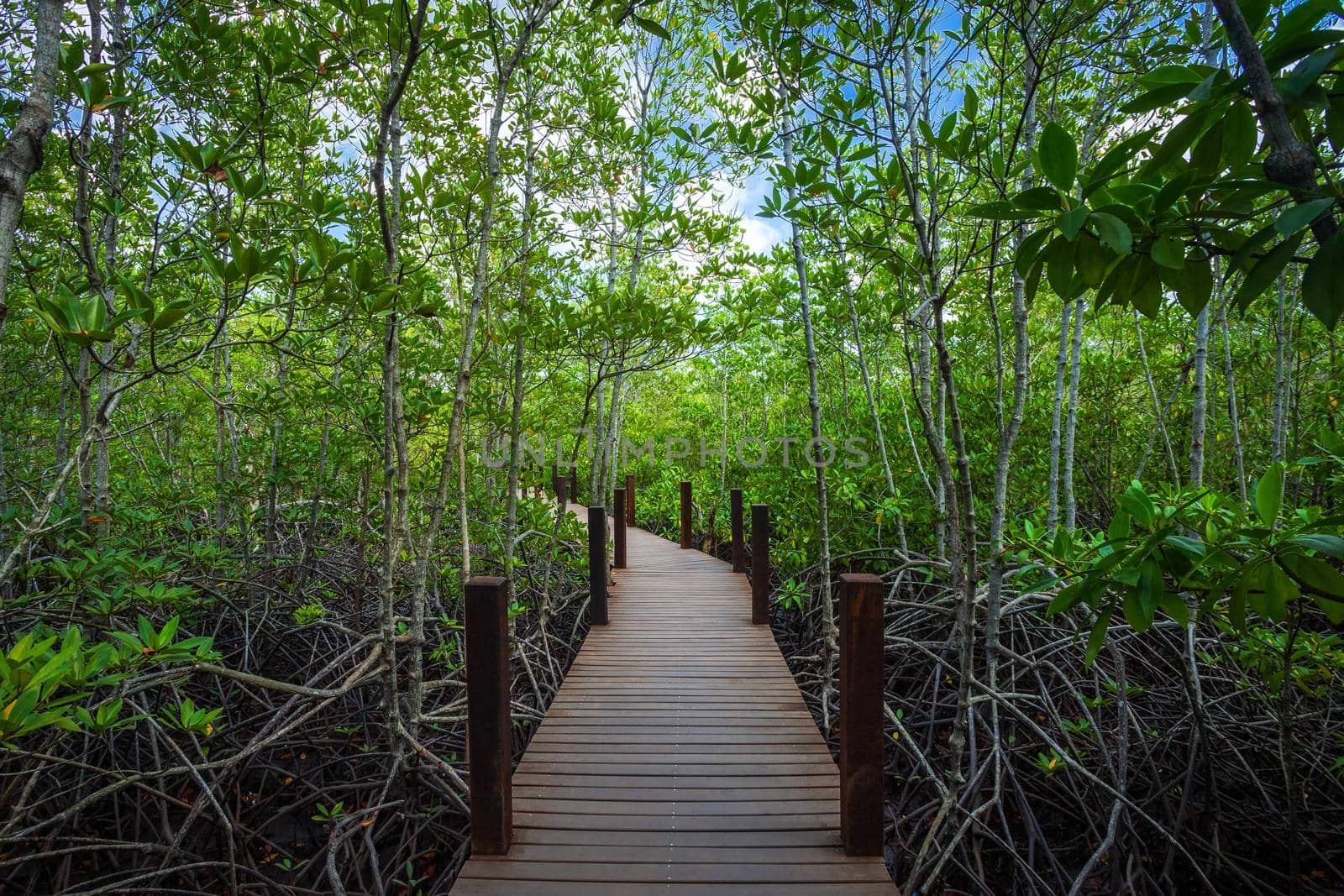 bridge wooden walking way in The forest mangrove in Chanthaburi Thailand.