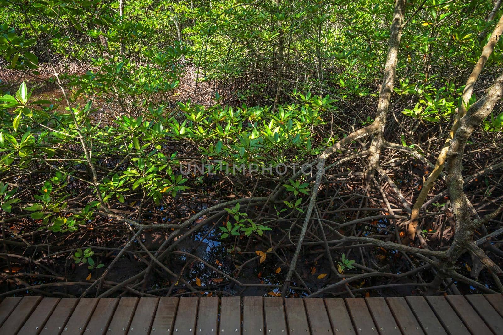 bridge wooden walking way in The forest mangrove in Chanthaburi Thailand.