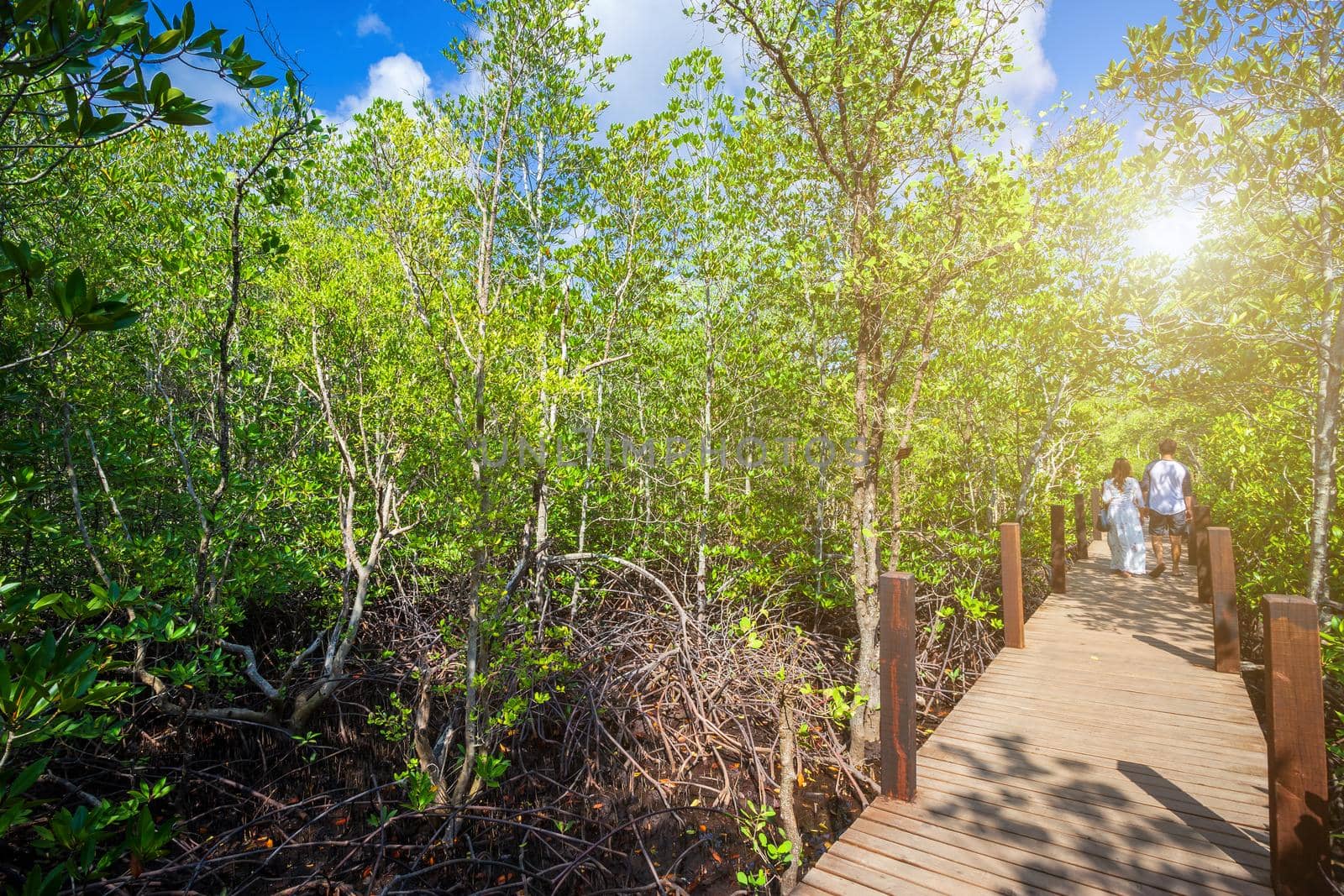 bridge wooden walking way in The forest mangrove in Chanthaburi Thailand.