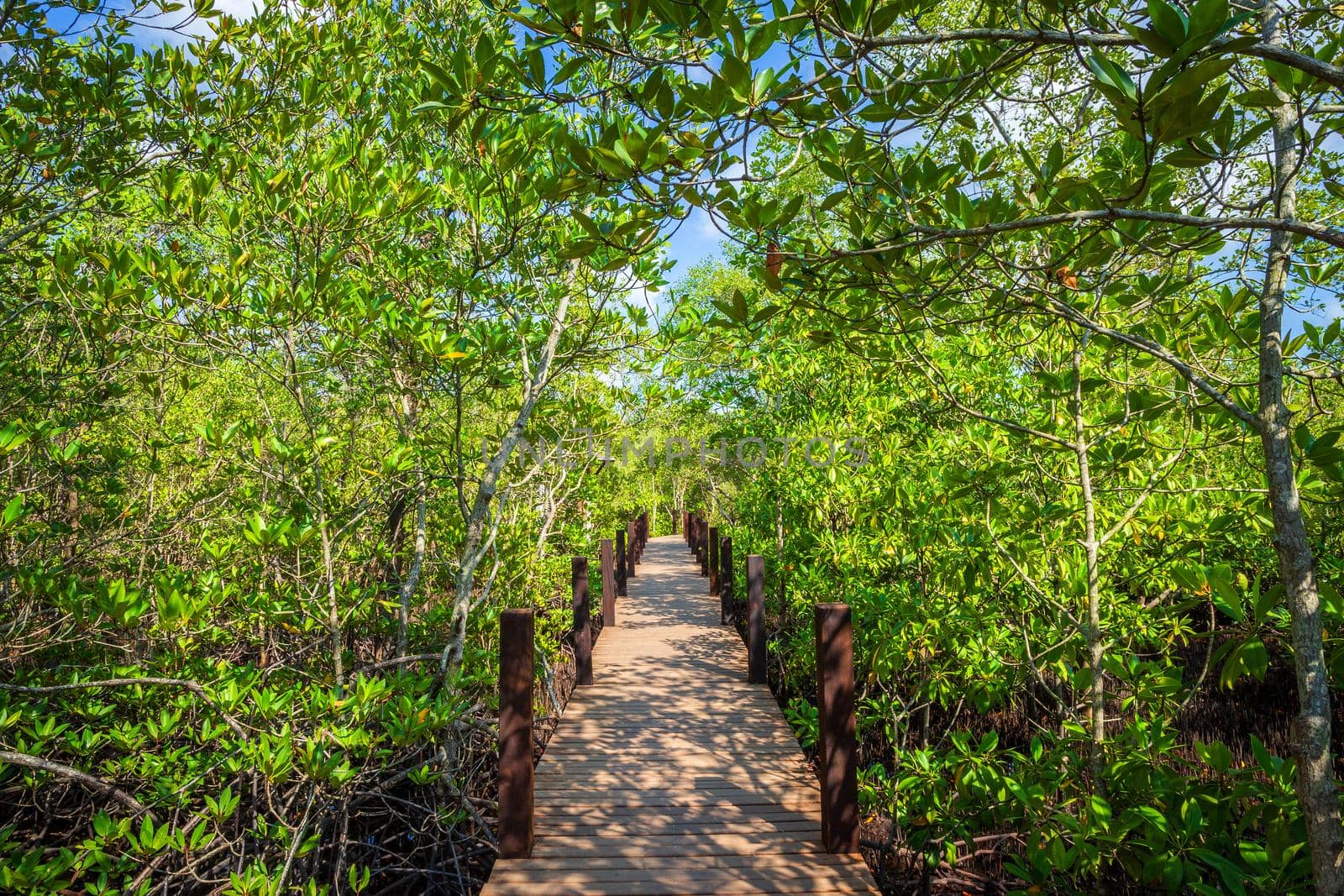 bridge wooden walking way in The forest mangrove in Chanthaburi Thailand.