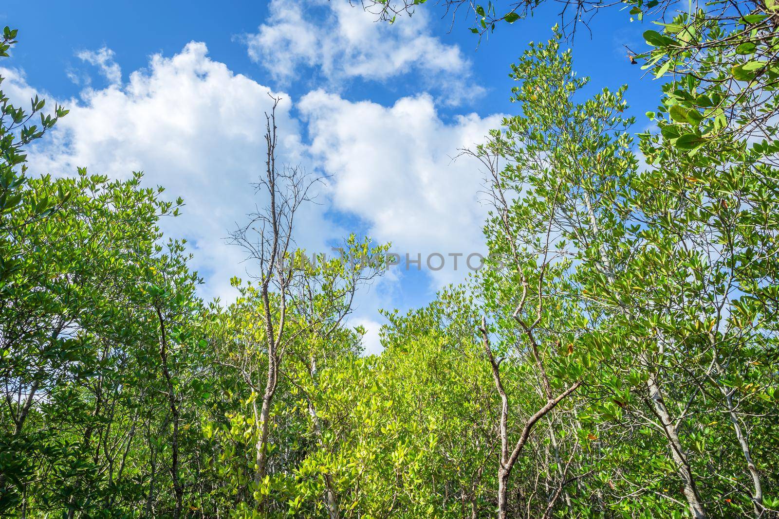 The forest mangrove in Chanthaburi Thailand.