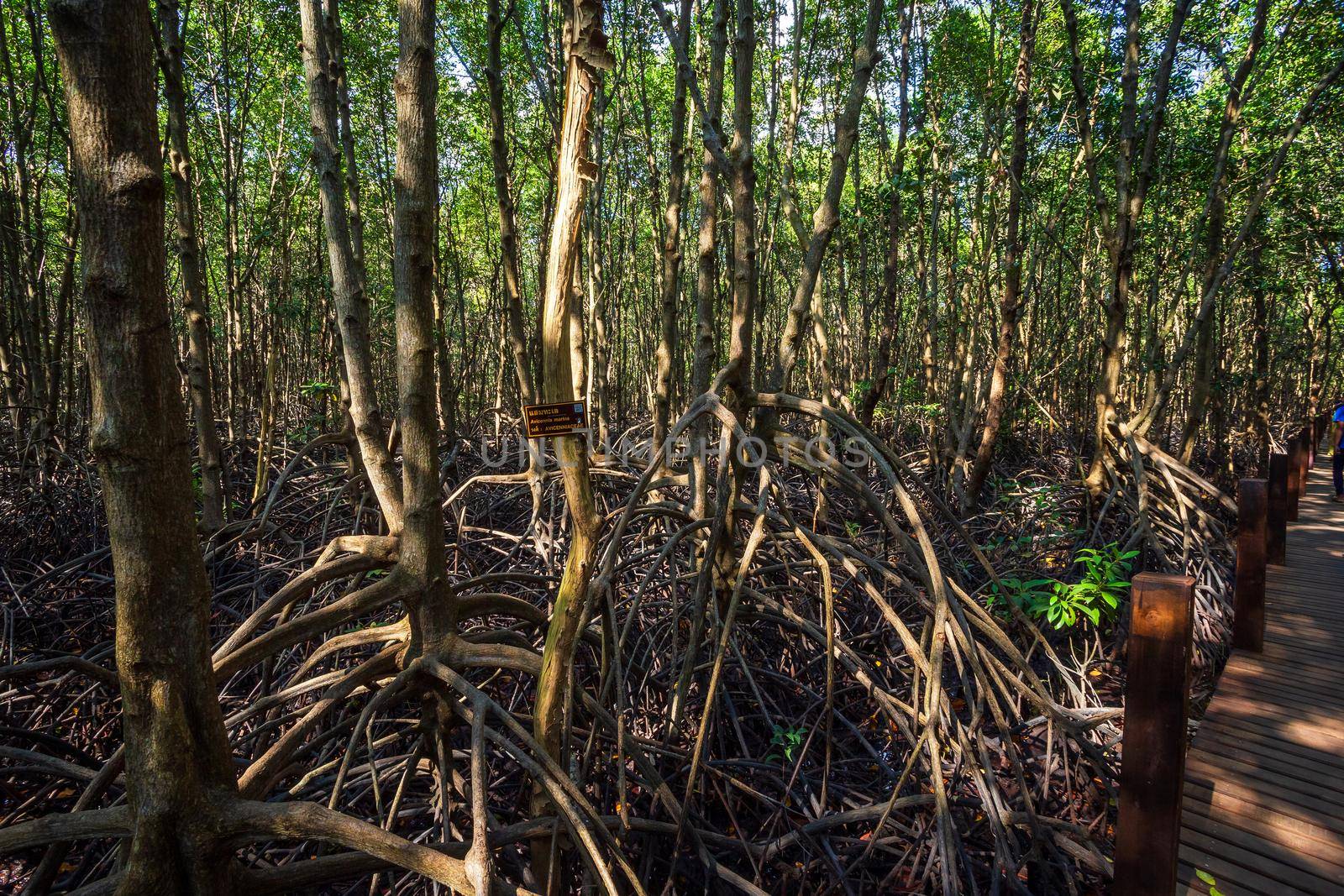 The forest mangrove in Chanthaburi Thailand.