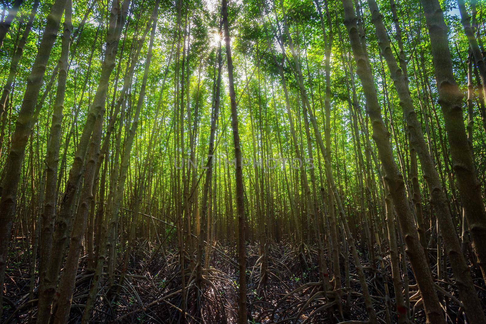 The forest mangrove in Chanthaburi Thailand.