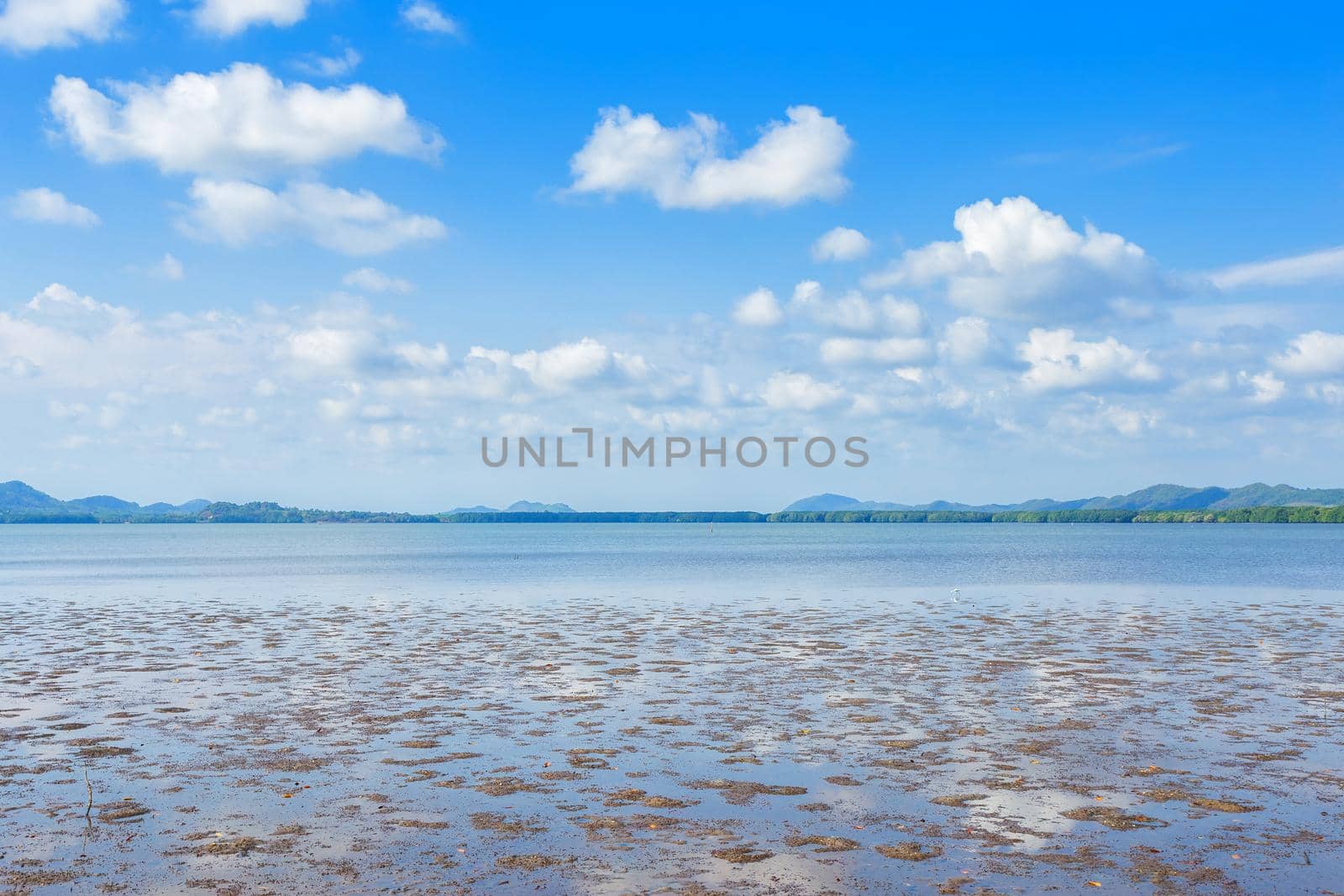 The forest mangrove and the sea the horizon in Chanthaburi Thailand.