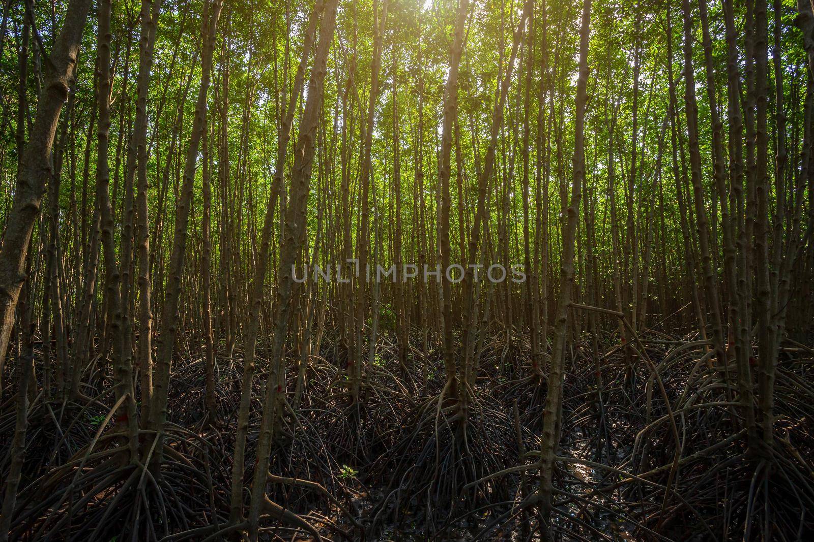 The forest mangrove in Chanthaburi Thailand.