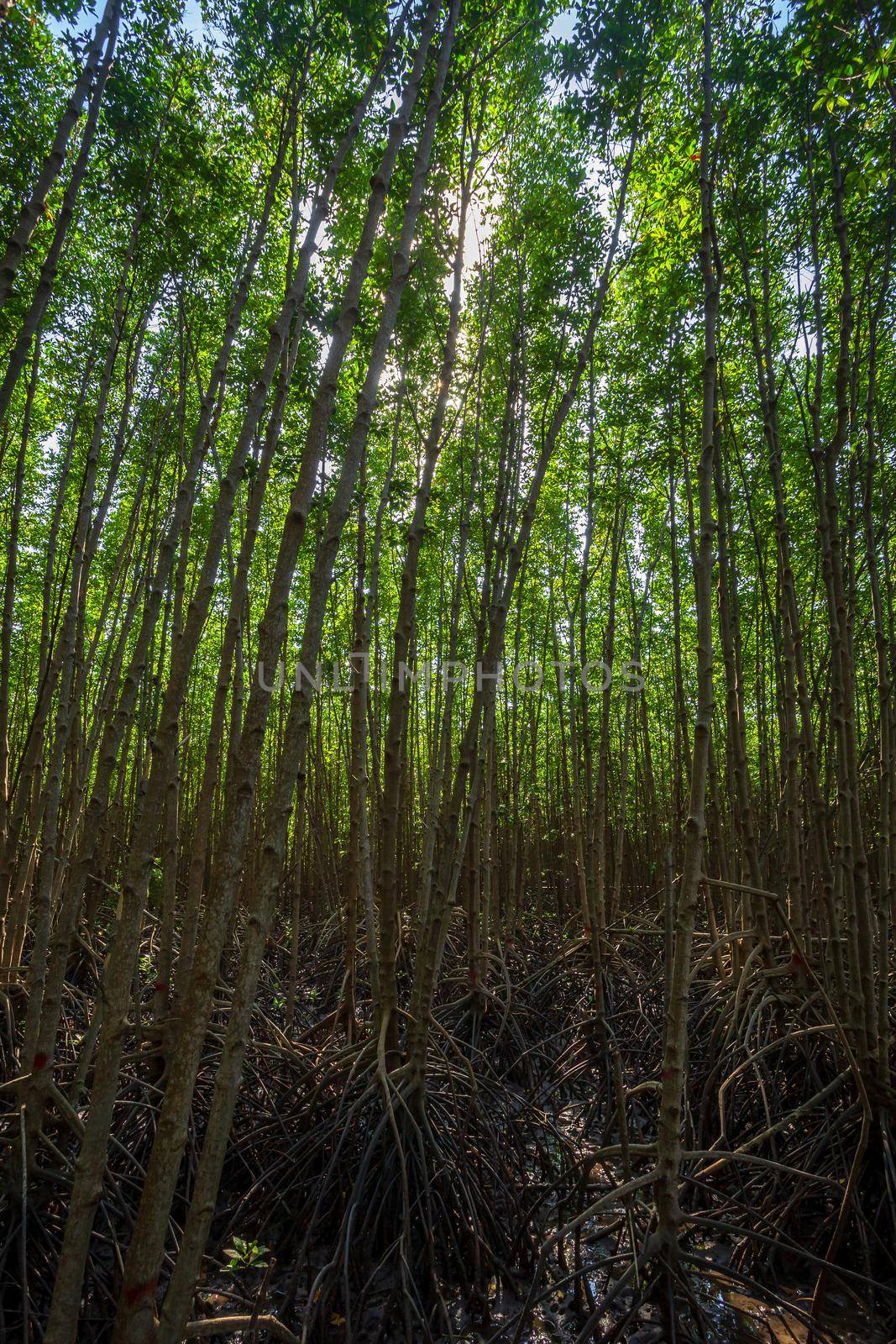 The forest mangrove in Chanthaburi Thailand.