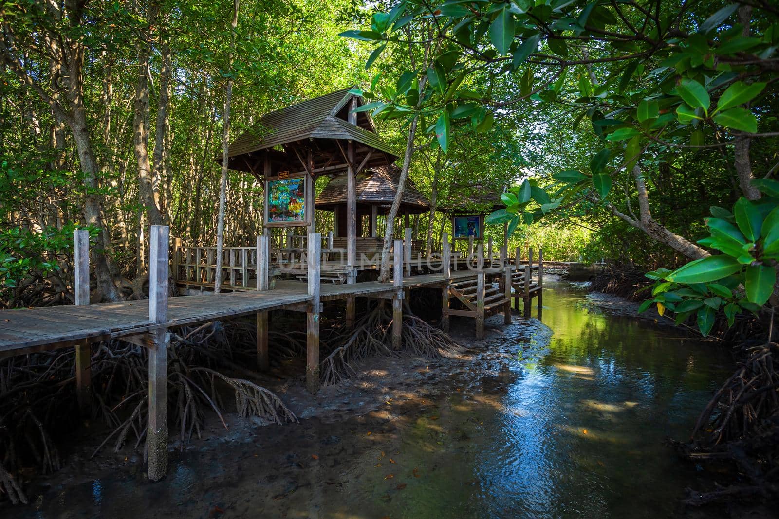 bridge wooden walking way in The forest mangrove in Chanthaburi Thailand.