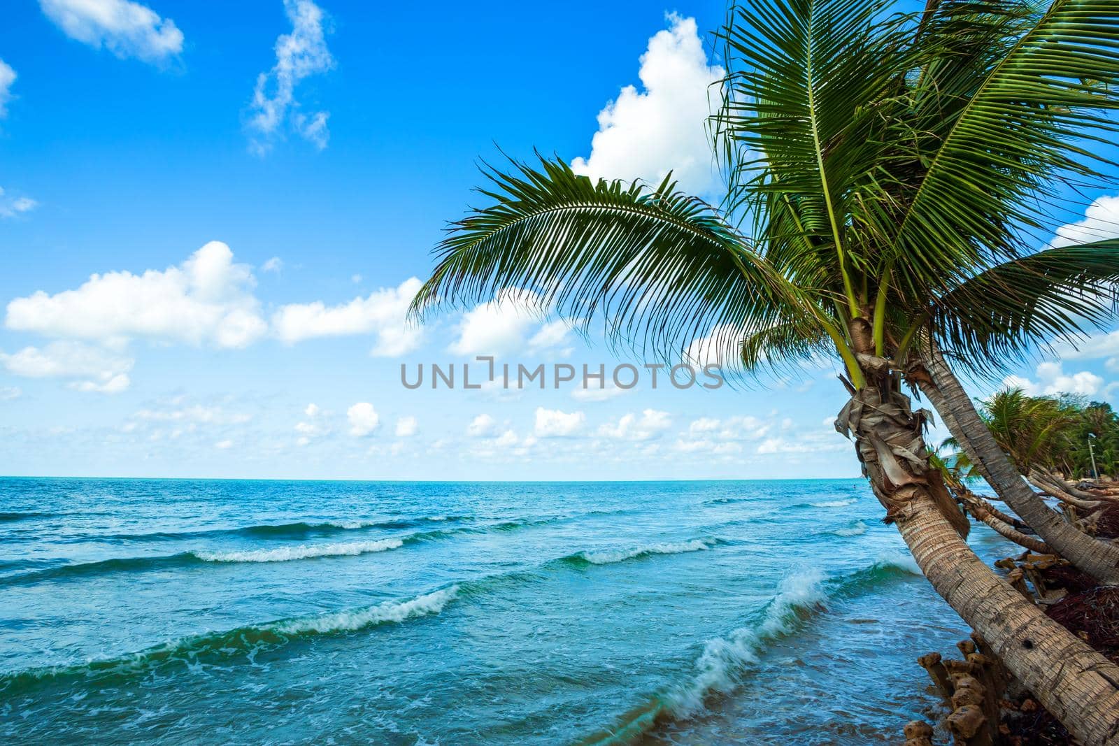 Beautiful daytime over Coconut tree with the sea the horizon at Hat chao lao beach in Chanthaburi Thailand.