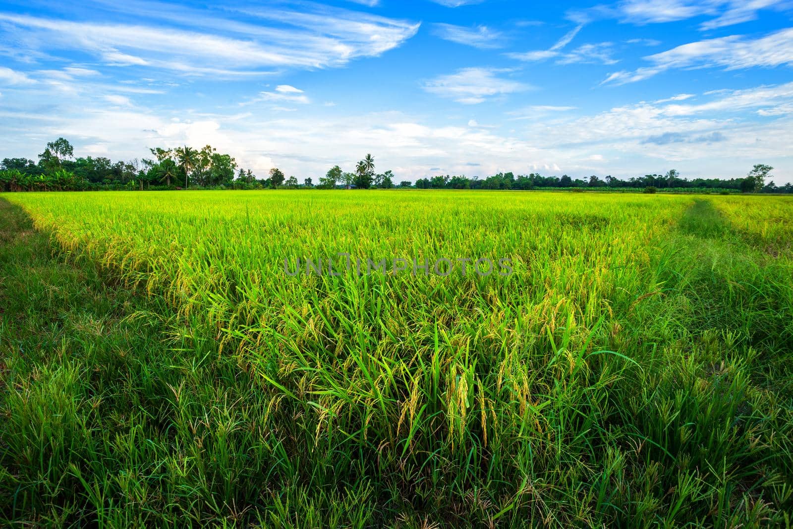 Beautiful green cornfield with fluffy clouds sky background.