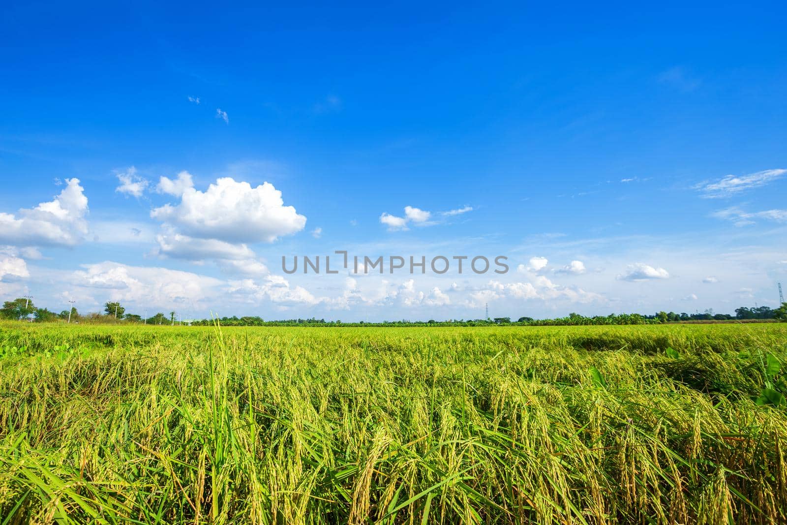 Beautiful green cornfield with fluffy clouds sky background.