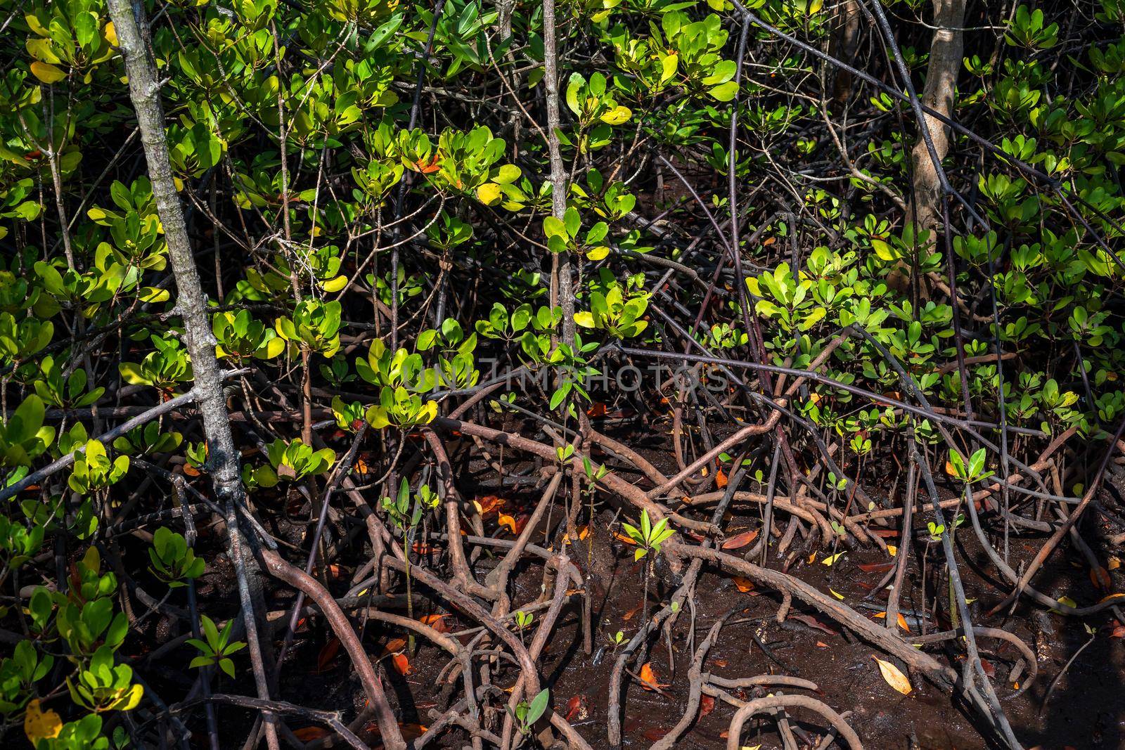 The forest mangrove in Chanthaburi Thailand.