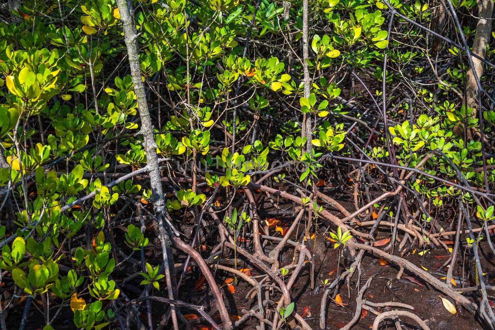 Mangrove trees forest, Chon Buri province, Thailand.