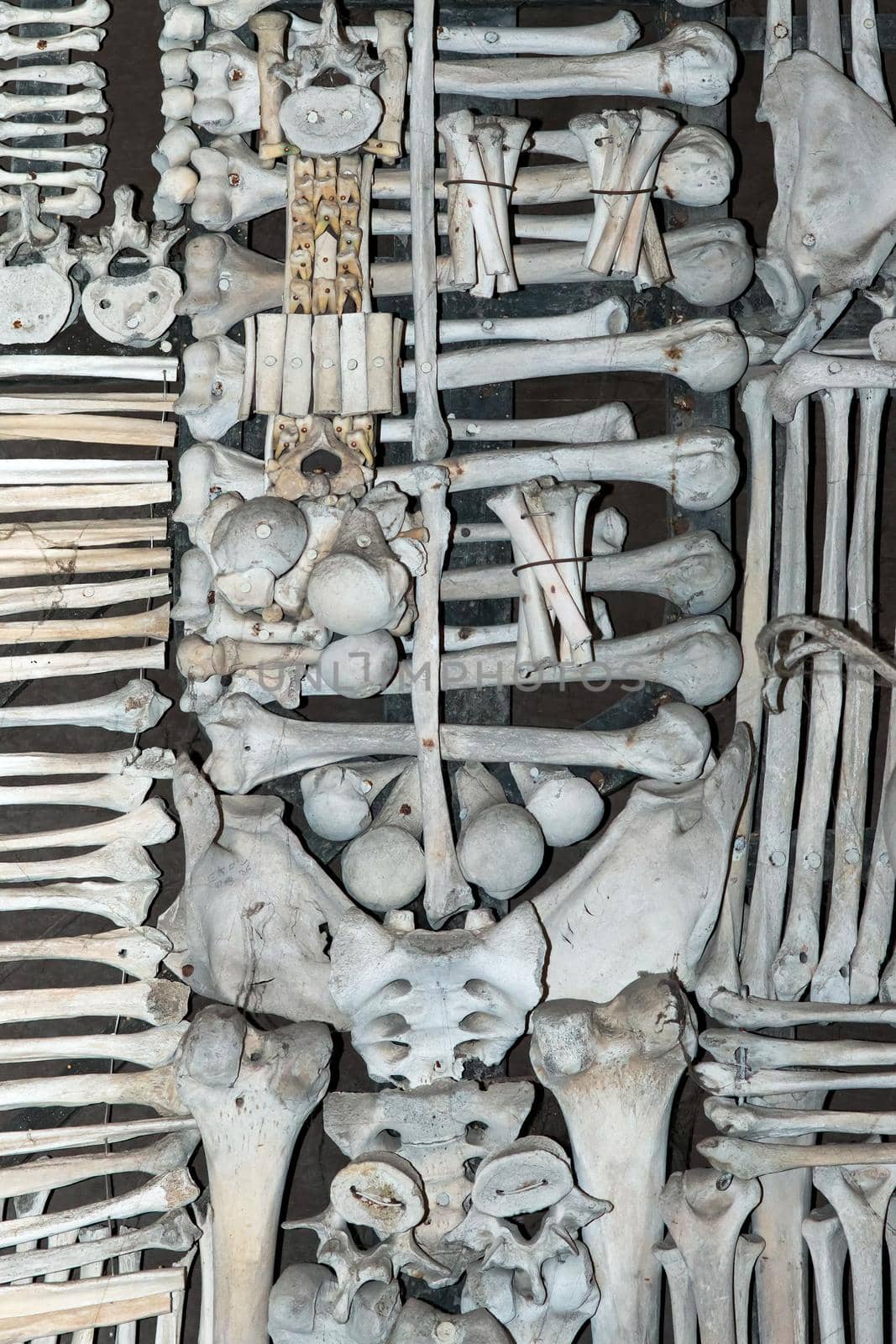 Kutna Hora, Czech Republic, February 19, 2014: Detail of a decoration composed of human bones in the ossuary in Sedlec in Kutna Hora